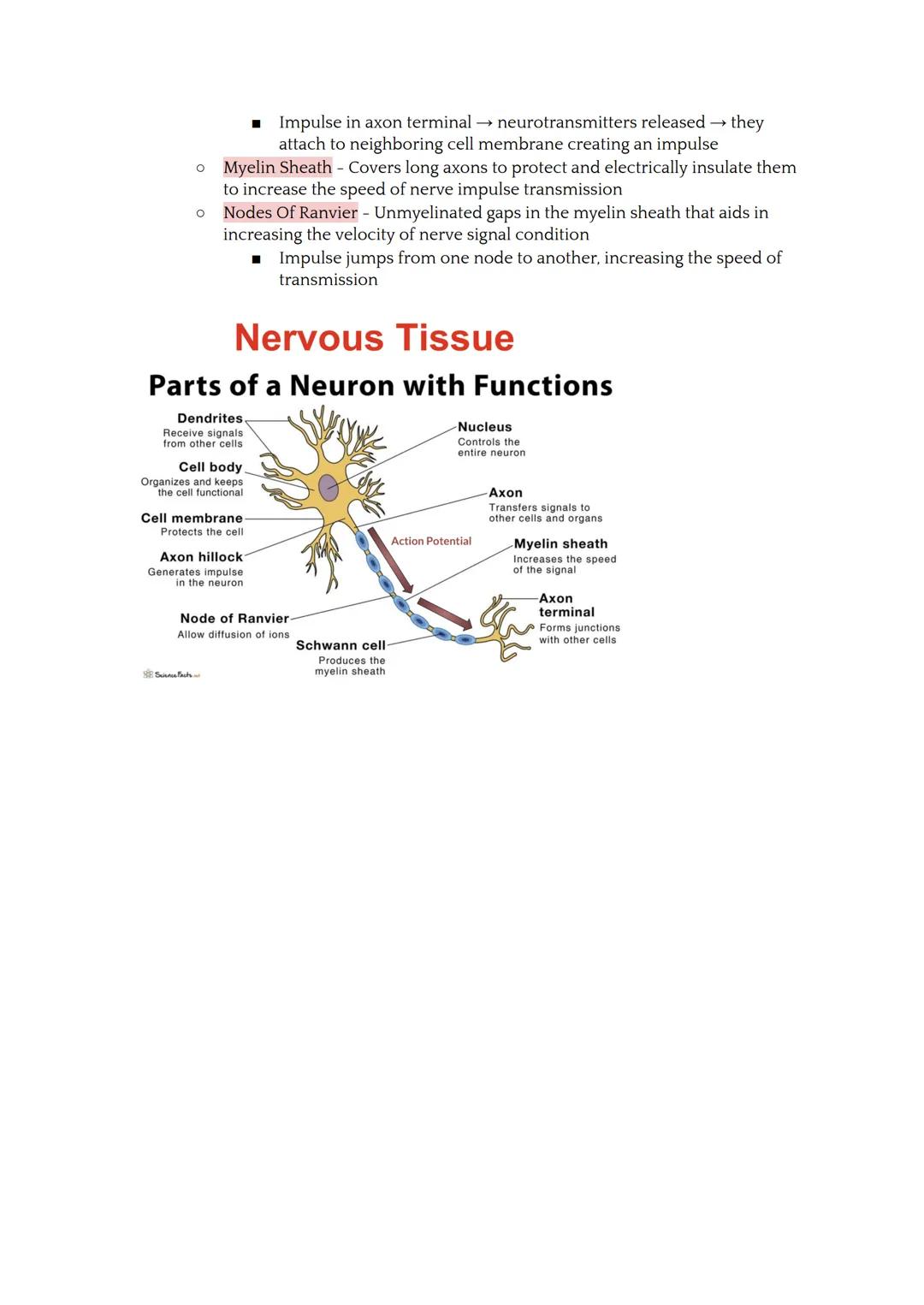 # Tissues

*   Tissues are groups of cells with similar structures that work together to perform a
    common function.
*   There are four t