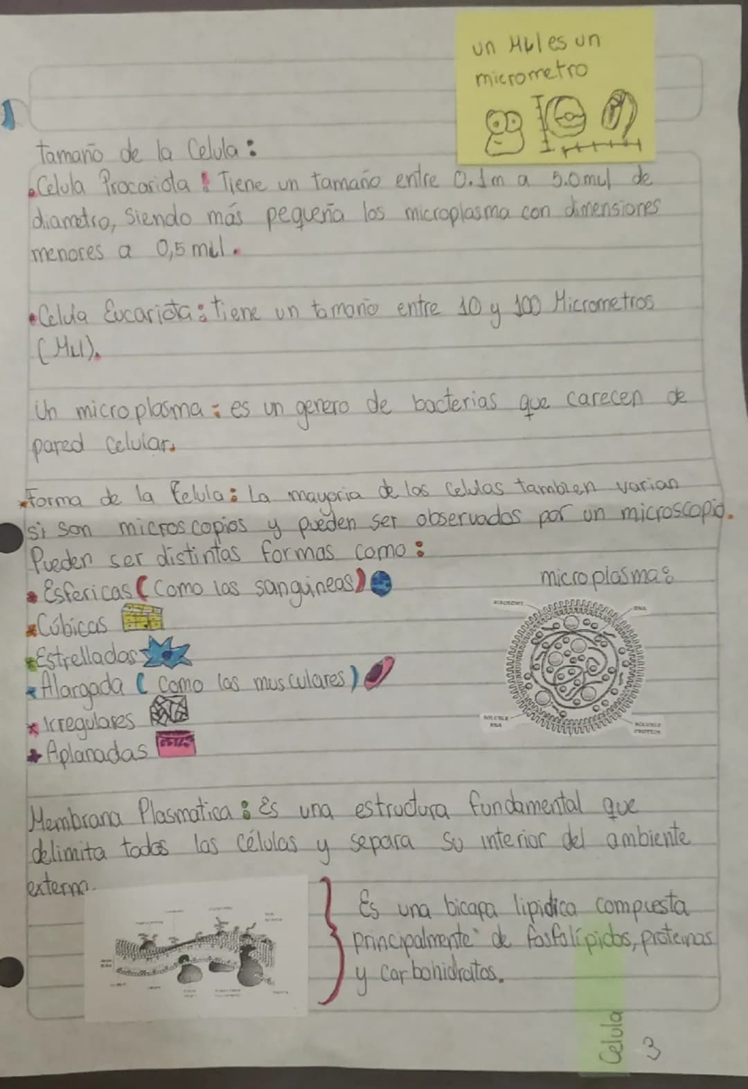 Celula
•Celula: Es la unidad básica de Animal
los seres vivos, la estructura más.
Simpk que se considera viva.
Tipos de celulas: Procariotas