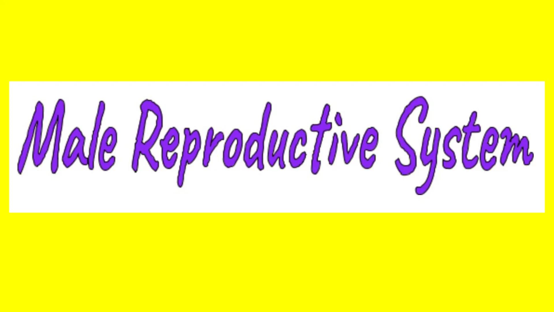 # Male Reproductive System # How Male Reproduction Works

Main Idea

The male reproductive system includes both
external and internal organs