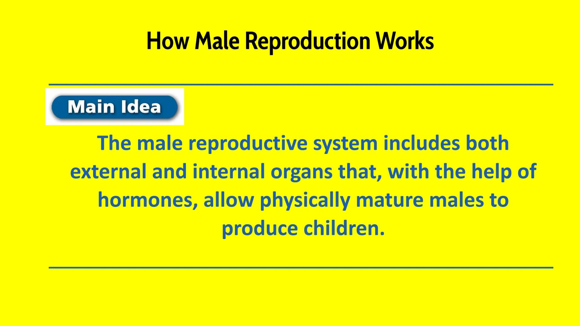 # Male Reproductive System # How Male Reproduction Works

Main Idea

The male reproductive system includes both
external and internal organs