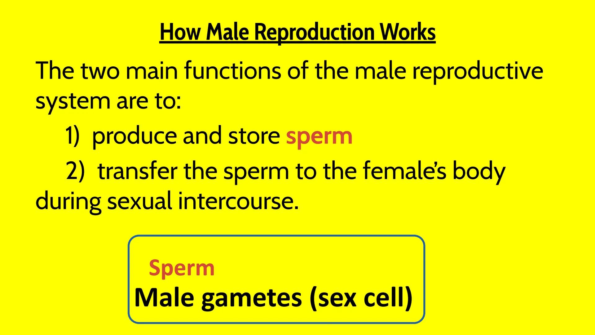 # Male Reproductive System # How Male Reproduction Works

Main Idea

The male reproductive system includes both
external and internal organs