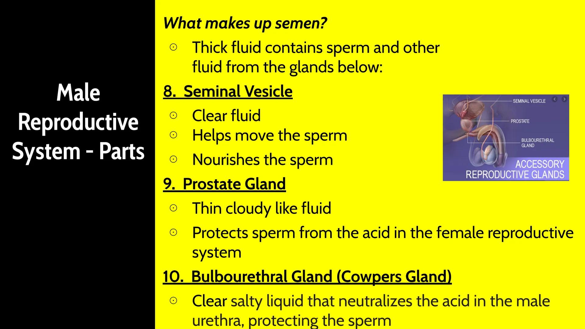 # Male Reproductive System # How Male Reproduction Works

Main Idea

The male reproductive system includes both
external and internal organs