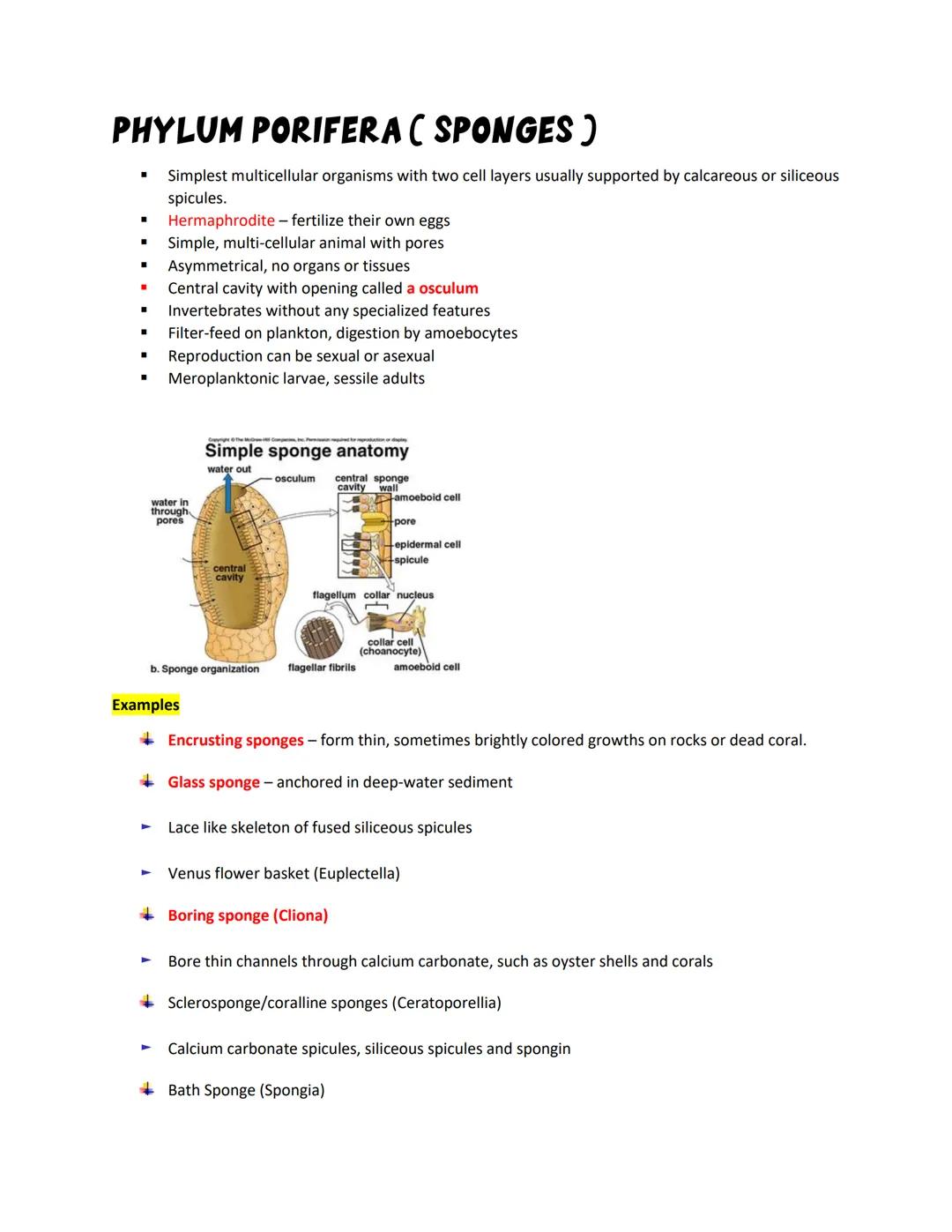 # PHYLUM PORIFERA (SPONGES)

- Simplest multicellular organisms with two cell layers usually supported by calcareous or siliceous
spicules.
