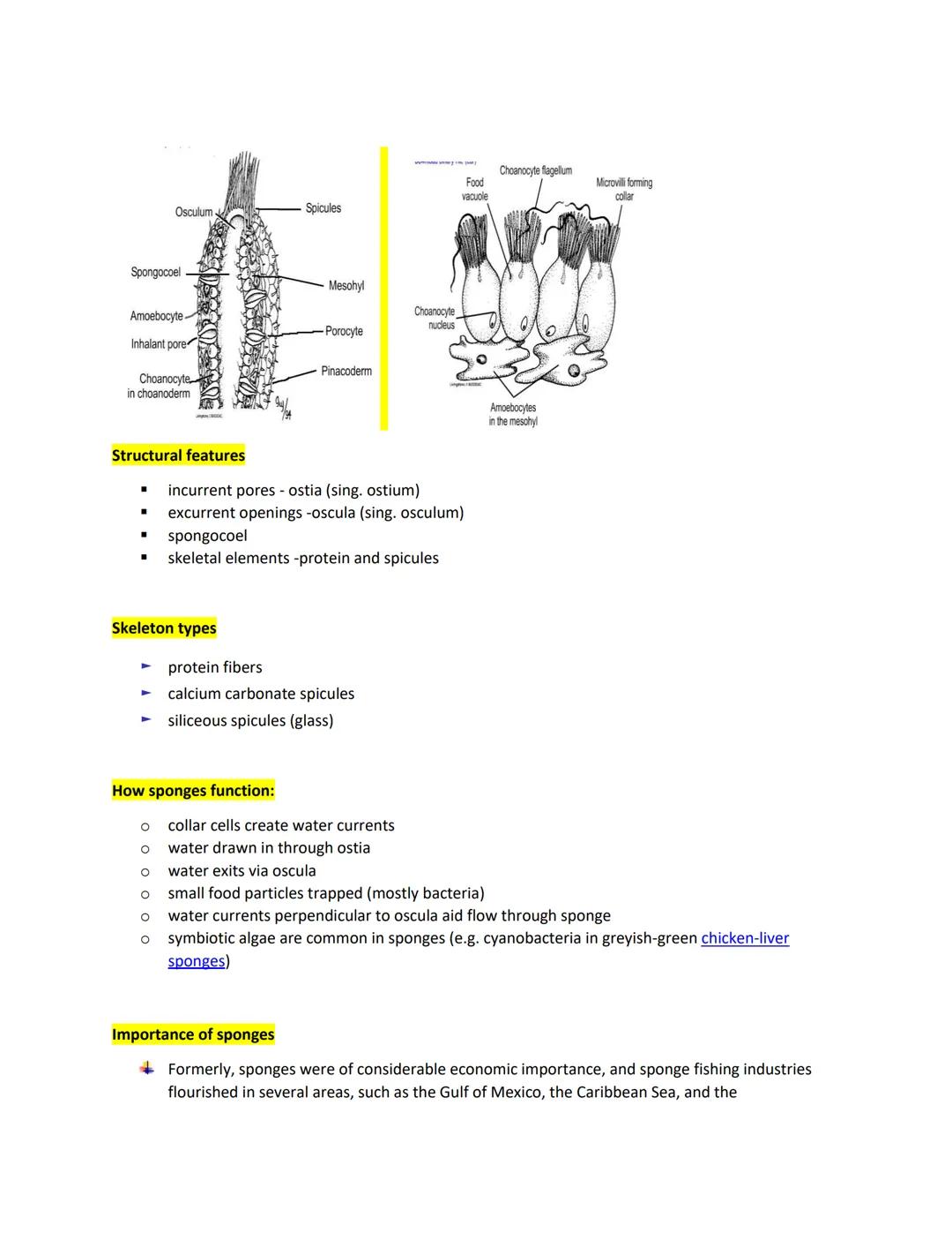 # PHYLUM PORIFERA (SPONGES)

- Simplest multicellular organisms with two cell layers usually supported by calcareous or siliceous
spicules.
