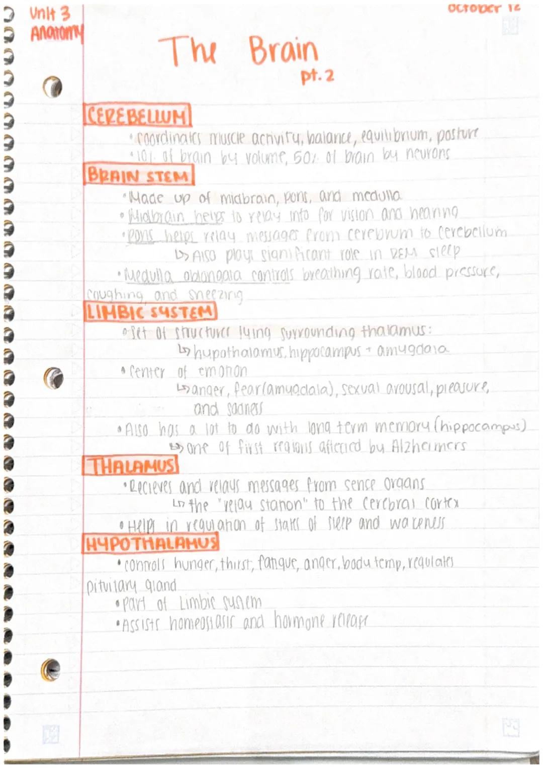 Unit 3
Pt.1
Anatomy

The Brain
pt.1
Oct. 11, 2023

BASIC BRAIN FACTS
*   largest part of brain cerebral hemispheres (85% brain)
*   2 other 