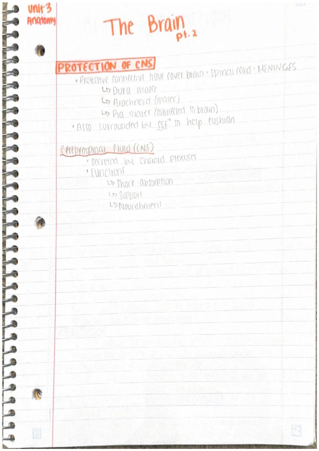 Unit 3
Pt.1
Anatomy

The Brain
pt.1
Oct. 11, 2023

BASIC BRAIN FACTS
*   largest part of brain cerebral hemispheres (85% brain)
*   2 other 