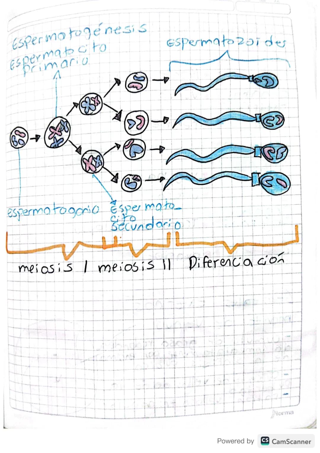 sistema reproductor masiuling

Órganos S-Pene
externus-Escroto

-Testículos
Órganos - Edidimo
Internos
- Conducto deferente
- Próstata

Pene