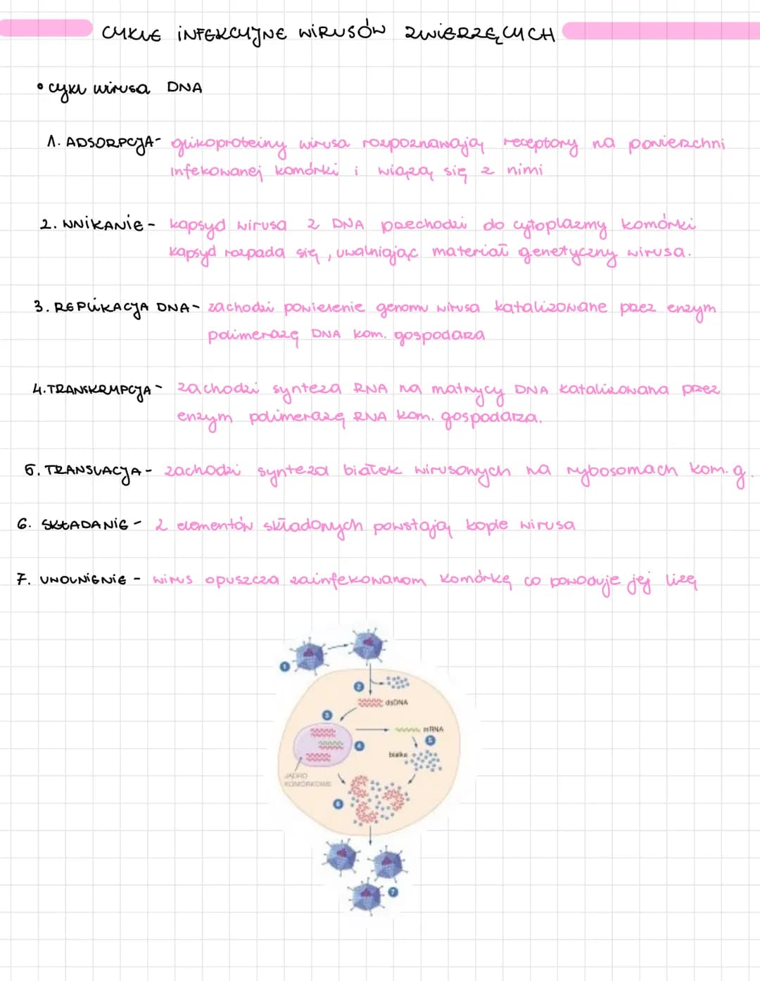 # WIRUSY

→ zbudowane z białka i kwasu nukleinowego

wewnątrz komurkone
→ nie są organizmami

MATERIAŁ GENETYCZNY

* dna i Rna

* material g