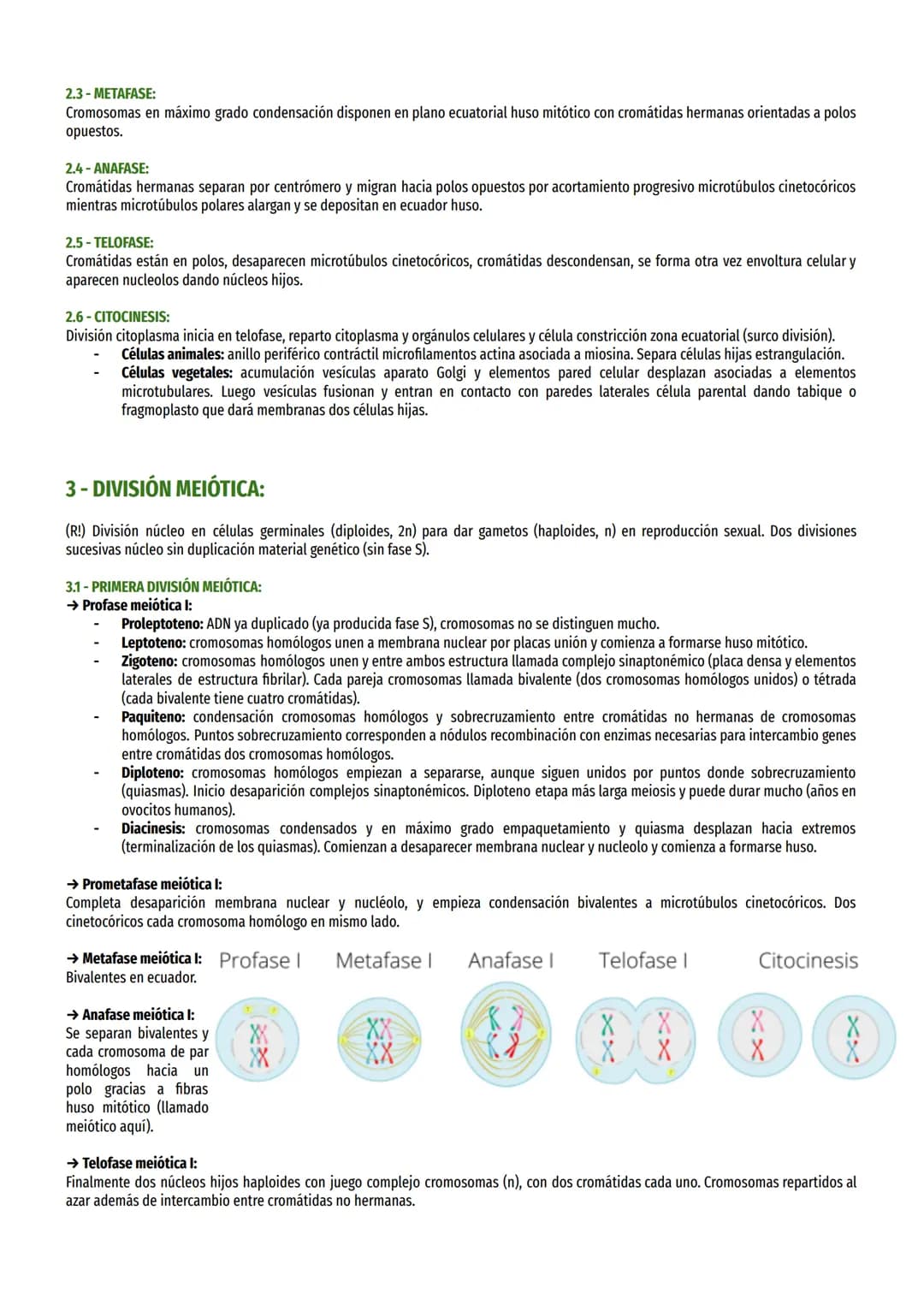# TEMA 10 - DIVISIÓN CELULAR:

1-CICLO CELULAR:

Periodos crecimiento y división.

→ Partes del ciclo celular:

- División: célula divide en