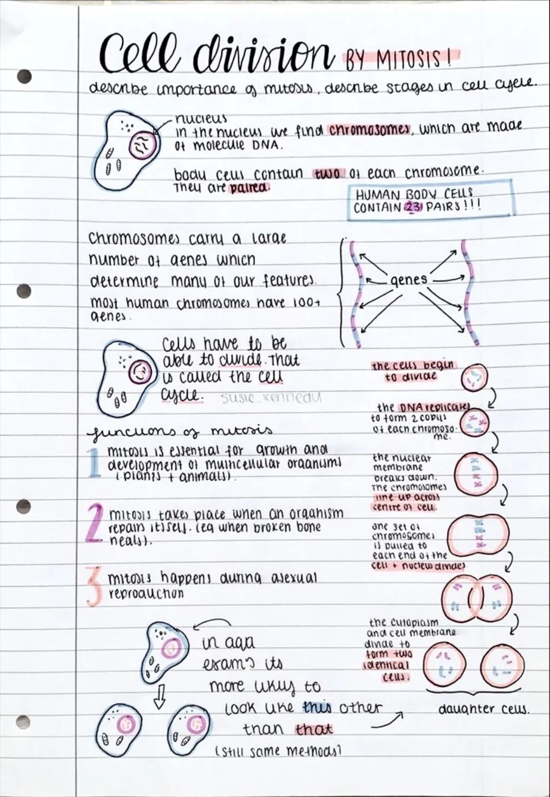 # Cell division BY MITOSIS I
descnbe importance of mitosis, describe stages in cell cycle.

00

nucieus
in the nucleus we find chromosomes, 