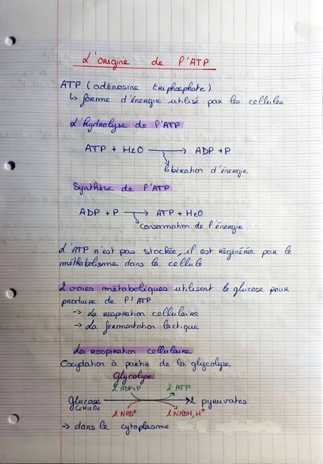 # L'origine
de P'ATP

ATP (adenosine triphosphate)
1> forme d'énergie utilisé par les collules

d'hydrolyse de P'ATP

ATP + H2O → ADP+P
libé