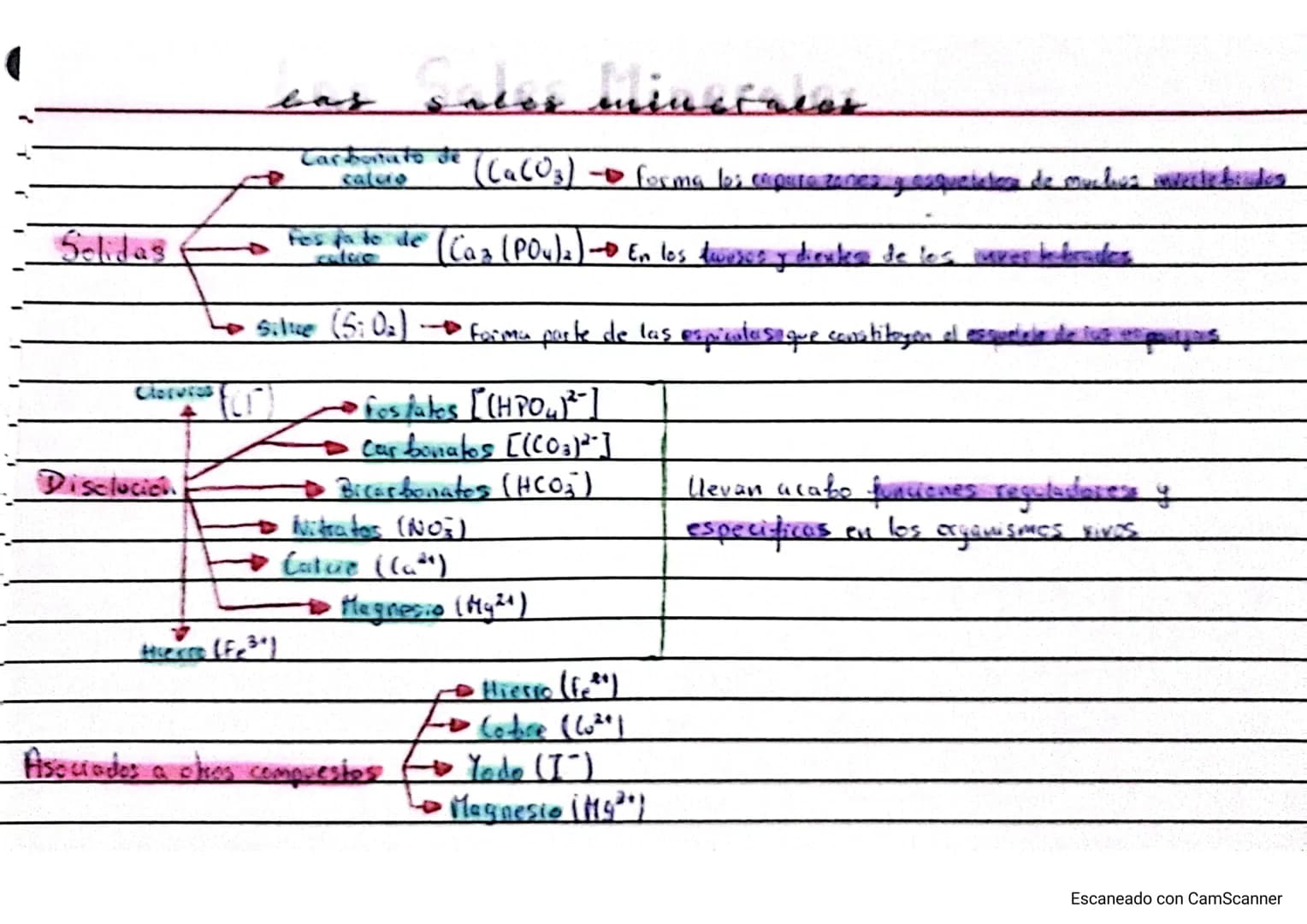 ☑ Biologia Bioquimica 2º Bachillerato A

bloque I: bio quimica

19/9/23

la base quimica de la vida (Tema 1)

• Los Bioelementos,

Los bioel