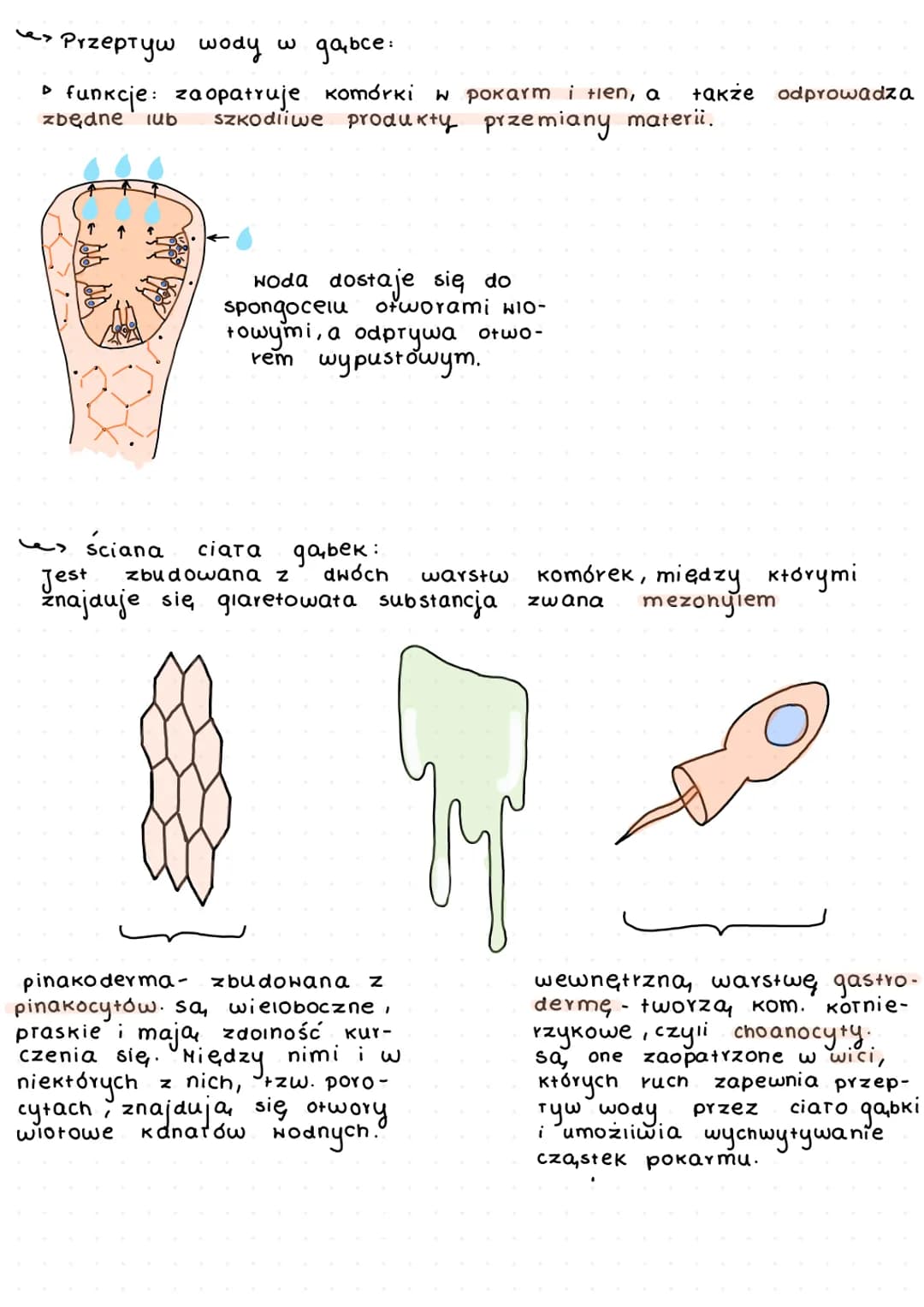 G
a
b
K
i
Gąbki (Porifera) to zwierzęła beztkankowe, które występują, wyłą-
cznie w środ. wodnym. Większość z nich zamieszkuje morza i ocean
