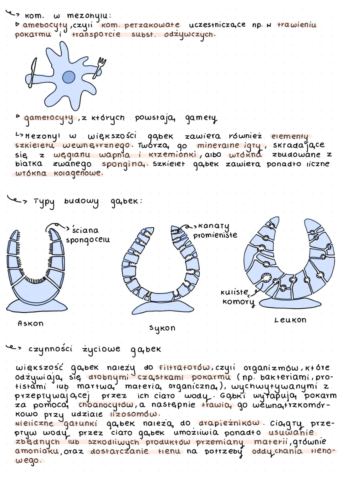 G
a
b
K
i
Gąbki (Porifera) to zwierzęła beztkankowe, które występują, wyłą-
cznie w środ. wodnym. Większość z nich zamieszkuje morza i ocean