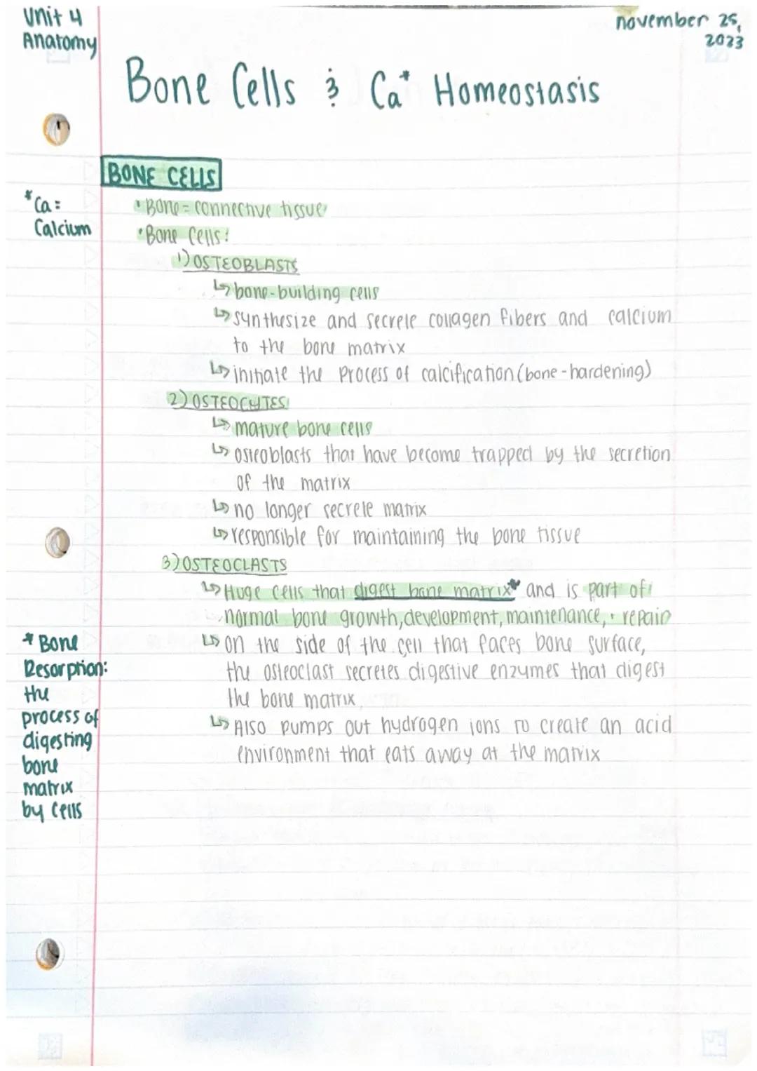 Unit 4
Anatomy

Bone Cells & Ca Homeostasis

BONE CELLS

*Ca=
Calcium

*Bone connective tissue
*Bone Cells:

1) OSTEOBLASTS

bone-building c