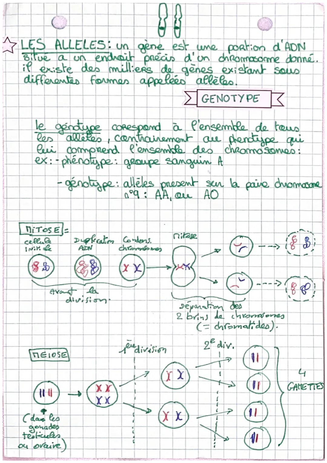 - •SVT•

> PHENOTYPE

Caractères hereditaires sont
=CARACTERE D'UN INDIVIDU. transmissible de générations

Caracteres environementauxex: bip