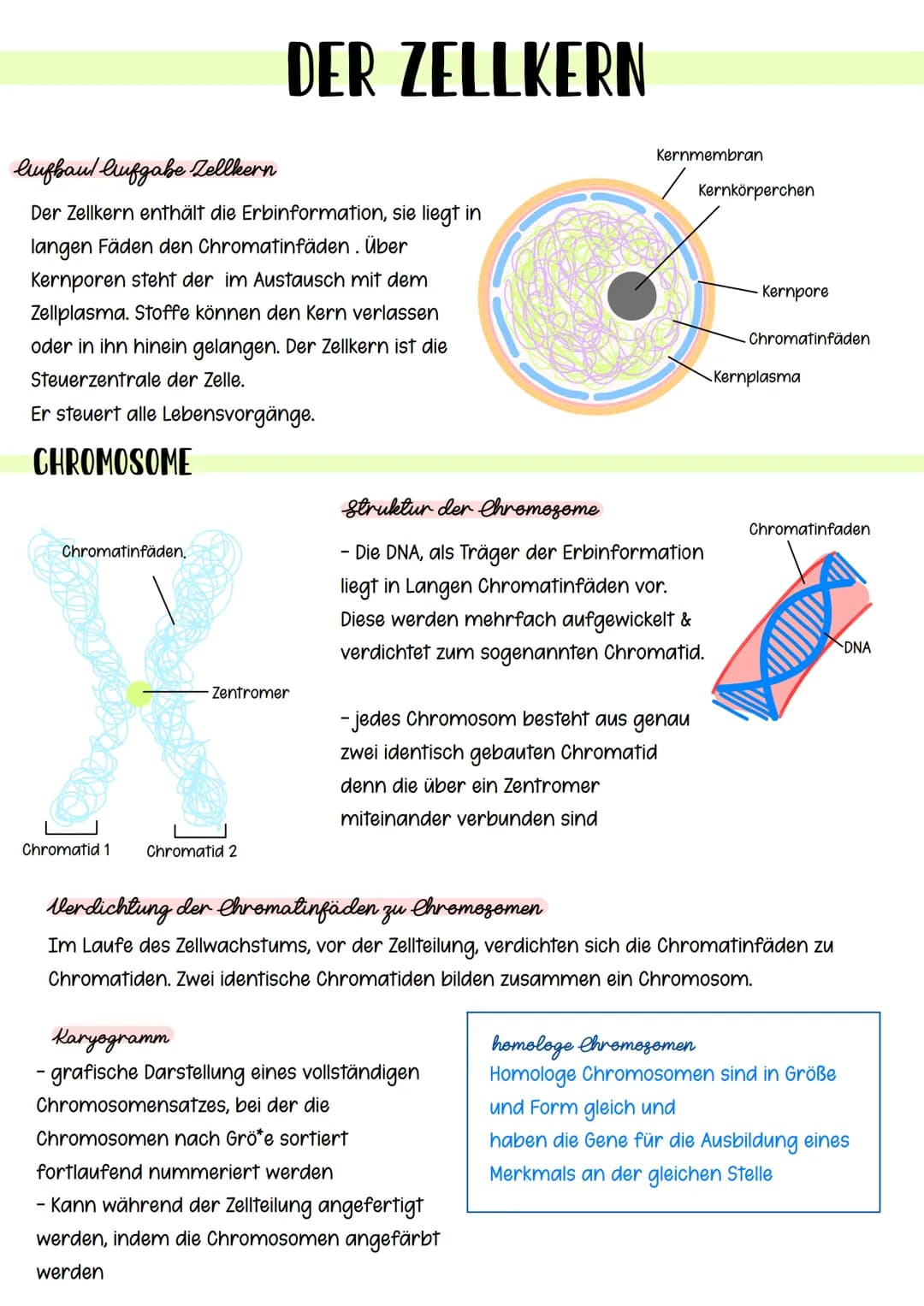 # lifbaul lufgabe Zellkern

# DER ZELLKERN

Der Zellkern enthält die Erbinformation, sie liegt in
langen Fäden den Chromatinfäden. Über
Kern