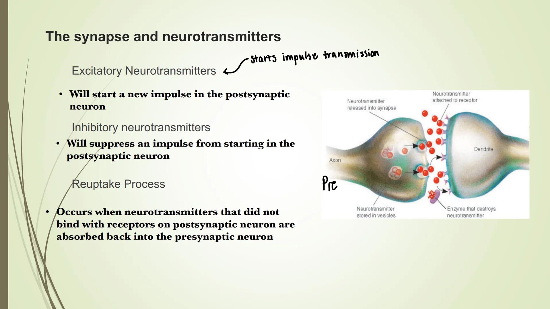 # The synapse and neurotransmitters

Excitatory Neurotransmitters
•Starts impulse transmission

• Will start a new impulse in the postsynapt
