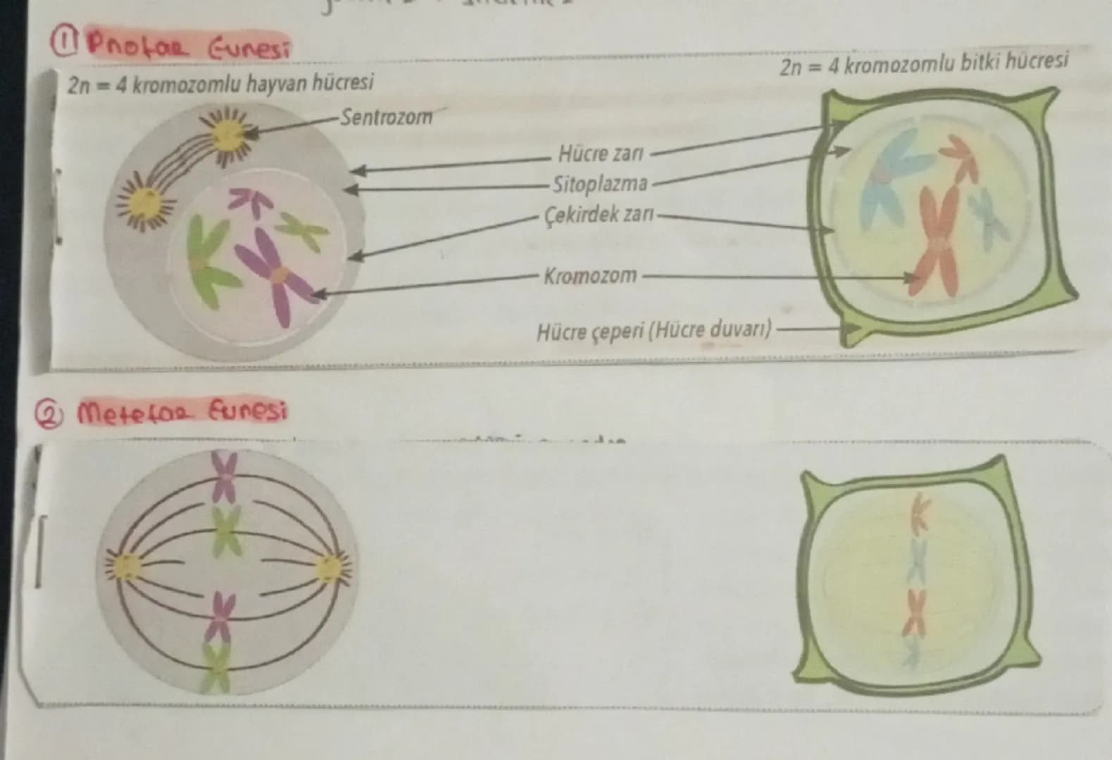 # HÜCRE BOLÜNMESİ
Sinin hocresi
Giagdi bas hücresi
Alyavarlar
Yumurta hücres
Sperm hucrest
Retina
}
haploitin
diptors 2n
BOLONNEZ

# Hocreni
