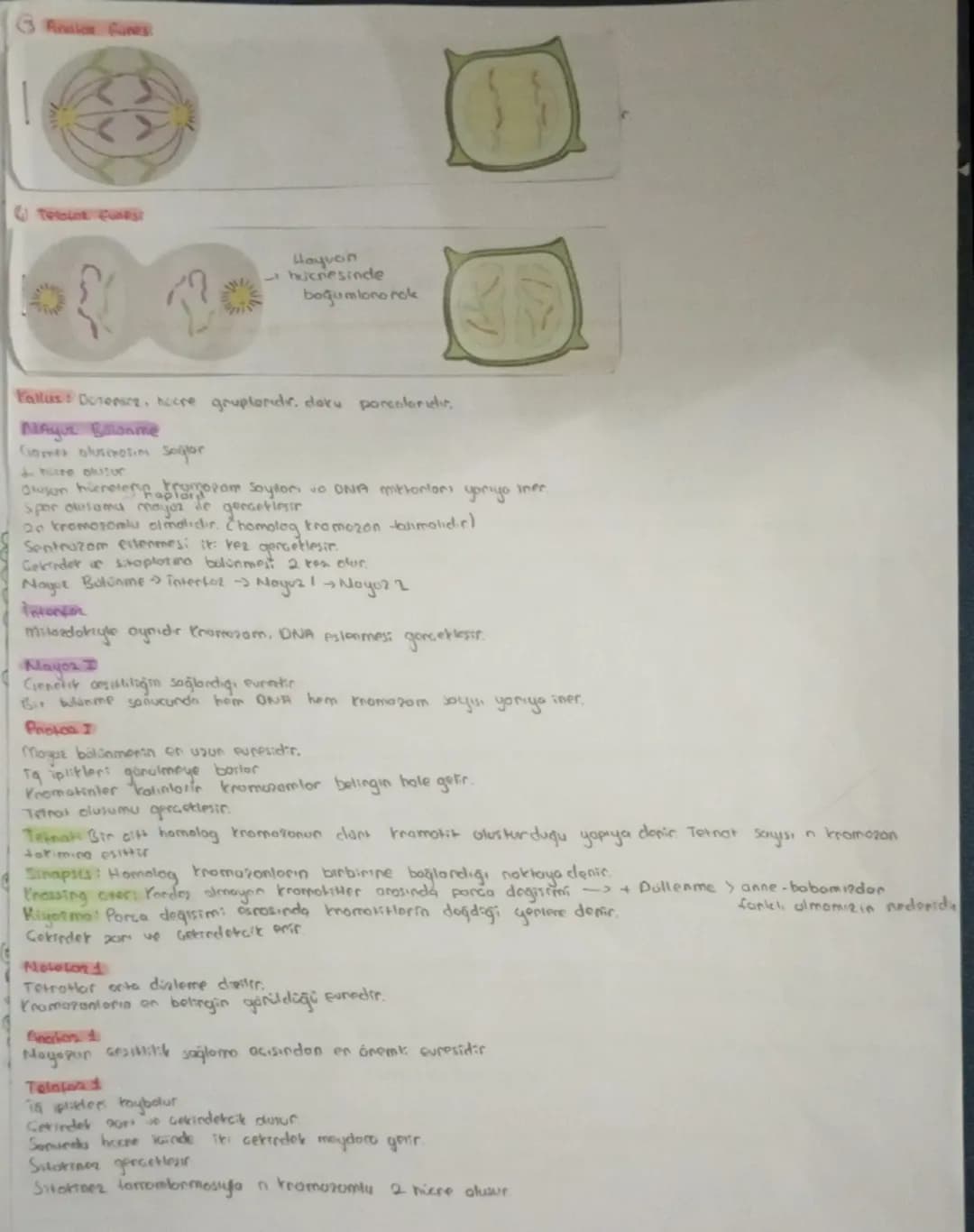 # HÜCRE BOLÜNMESİ
Sinin hocresi
Giagdi bas hücresi
Alyavarlar
Yumurta hücres
Sperm hucrest
Retina
}
haploitin
diptors 2n
BOLONNEZ

# Hocreni