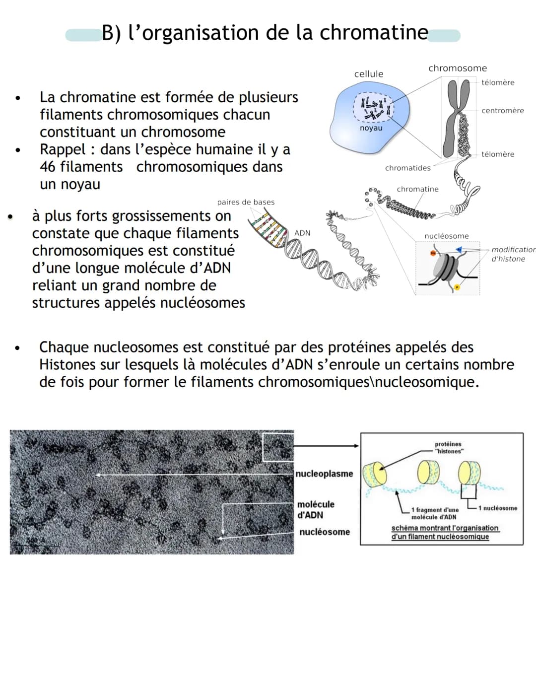 # B) l'organisation de la chromatine

- La chromatine est formée de plusieurs
filaments chromosomiques chacun
constituant un chromosome
- Ra