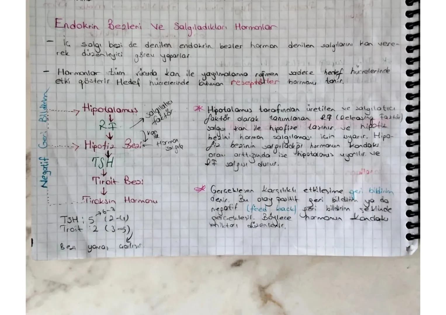 Negatif Geri Bildirm

Endokrin Bezleri ve Salgıladıkları Hormonlar

- la salgı bezi de denilen endokrin bezler hormon denilen salgılarını ka