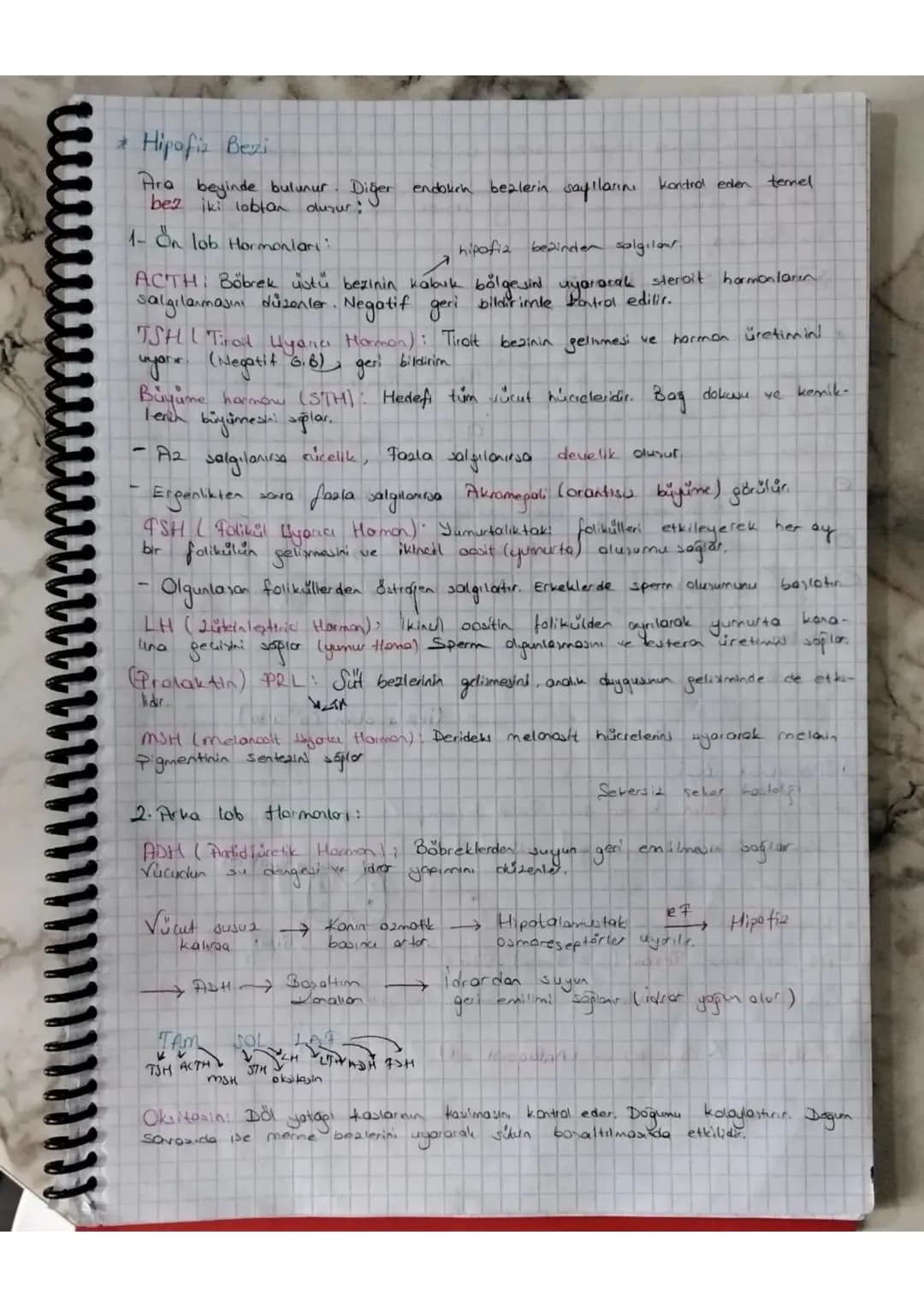 Negatif Geri Bildirm

Endokrin Bezleri ve Salgıladıkları Hormonlar

- la salgı bezi de denilen endokrin bezler hormon denilen salgılarını ka