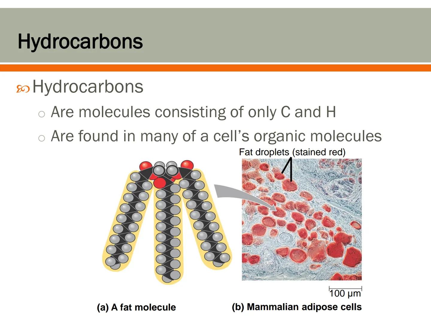 # Carbon and the Molecular

# Diversity of Life

Lecture 2a # Carbon—The Backbone of Biological Molecules

All living organisms

*   Are mad
