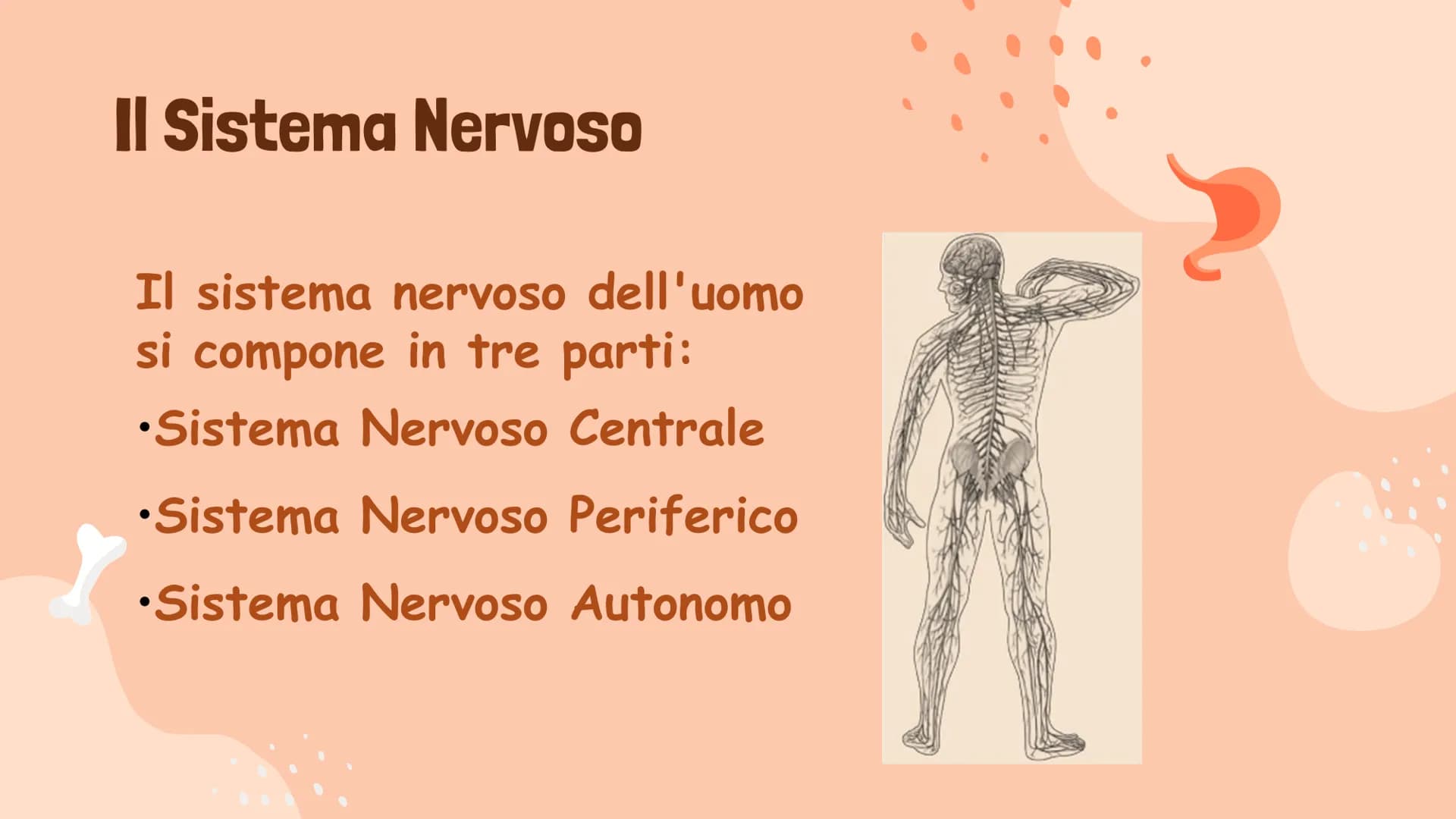 # Il Sistema Nervoso

Gaeta Vincenzo IIIB # Il Sistema Nervoso

Il sistema nervoso dell'uomo
si compone in tre parti:
* Sistema Nervoso Cent