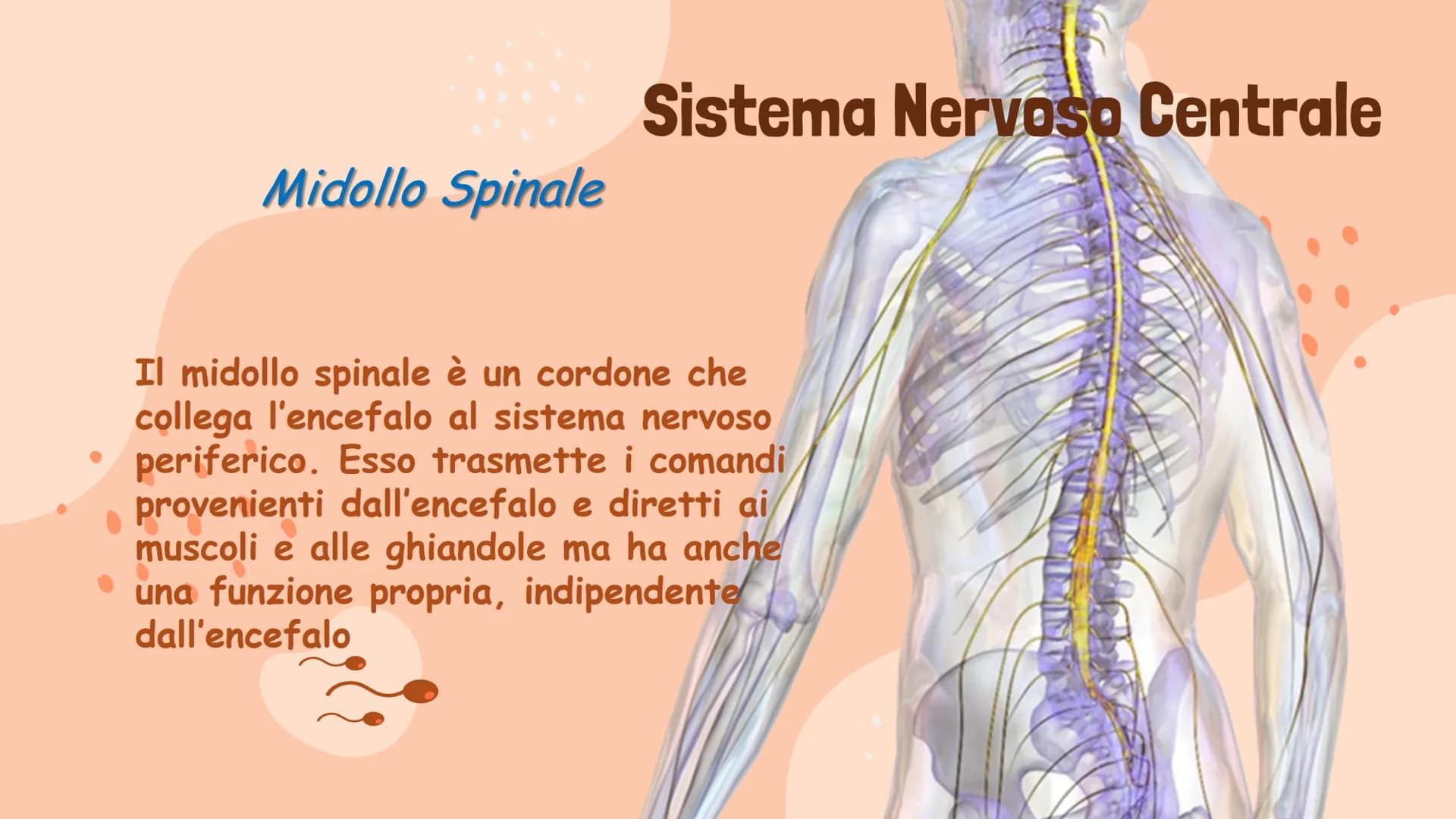 # Il Sistema Nervoso

Gaeta Vincenzo IIIB # Il Sistema Nervoso

Il sistema nervoso dell'uomo
si compone in tre parti:
* Sistema Nervoso Cent