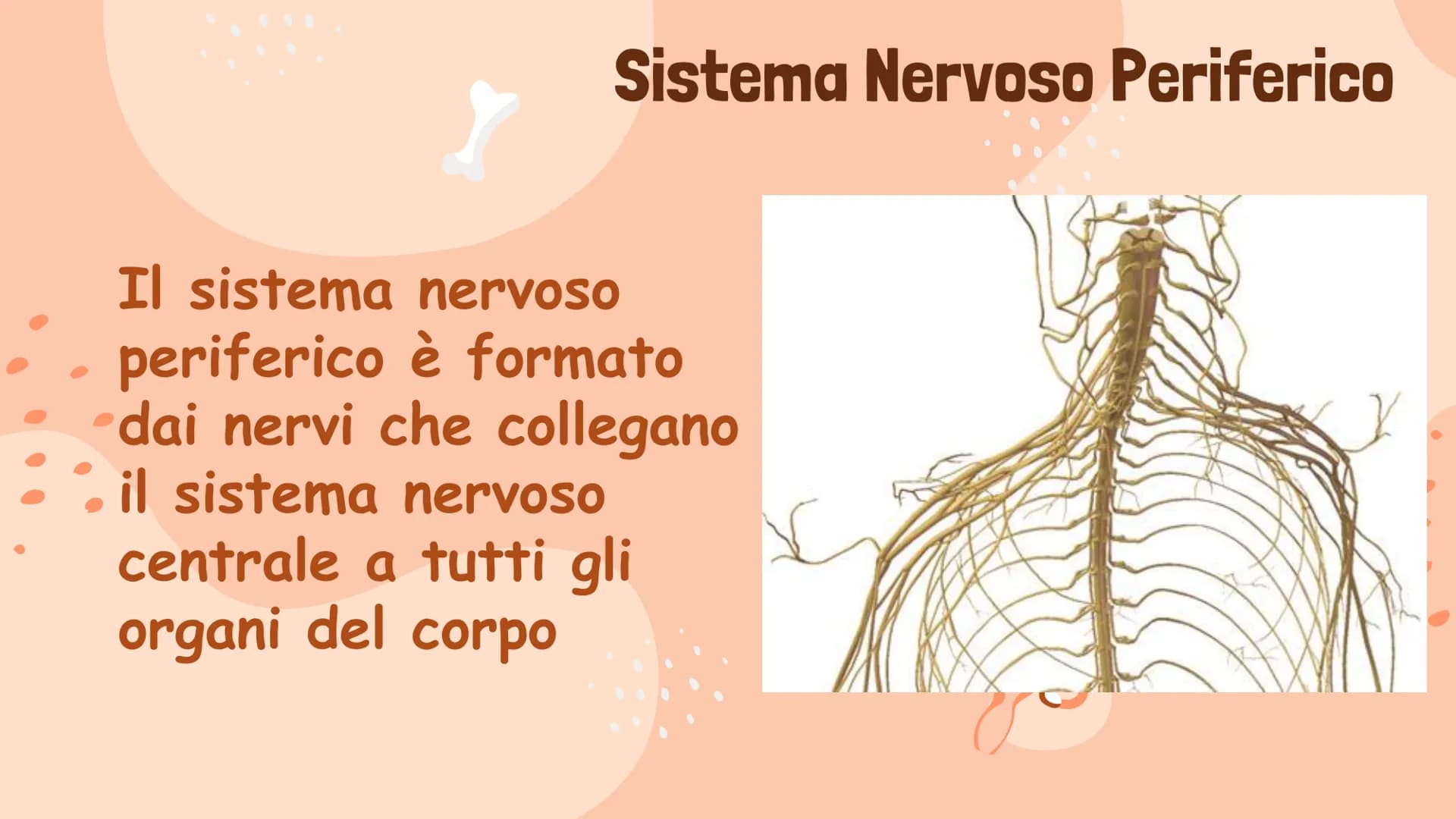 # Il Sistema Nervoso

Gaeta Vincenzo IIIB # Il Sistema Nervoso

Il sistema nervoso dell'uomo
si compone in tre parti:
* Sistema Nervoso Cent