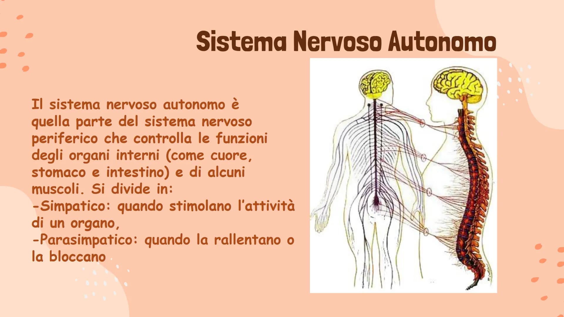 # Il Sistema Nervoso

Gaeta Vincenzo IIIB # Il Sistema Nervoso

Il sistema nervoso dell'uomo
si compone in tre parti:
* Sistema Nervoso Cent