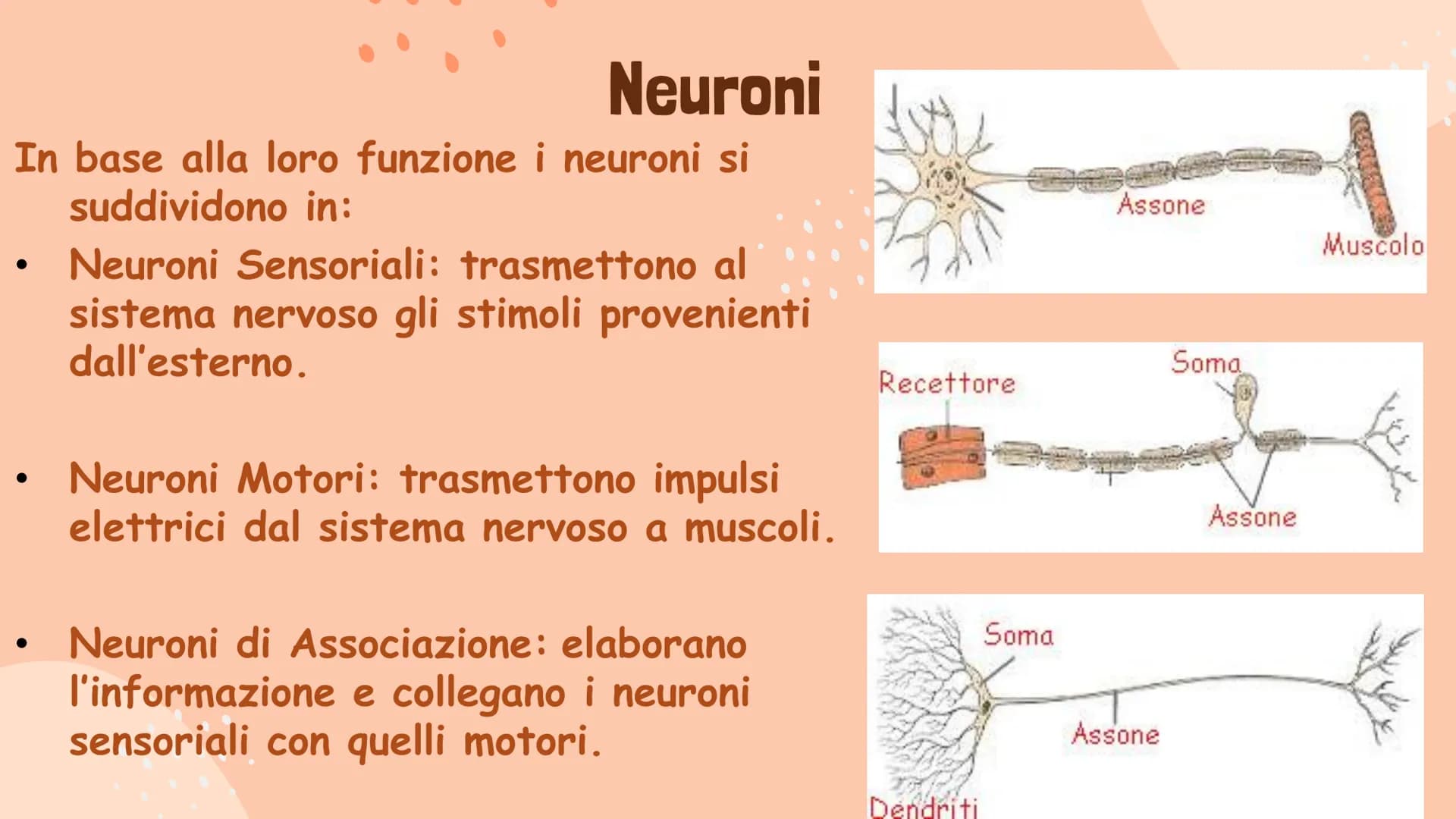 # Il Sistema Nervoso

Gaeta Vincenzo IIIB # Il Sistema Nervoso

Il sistema nervoso dell'uomo
si compone in tre parti:
* Sistema Nervoso Cent