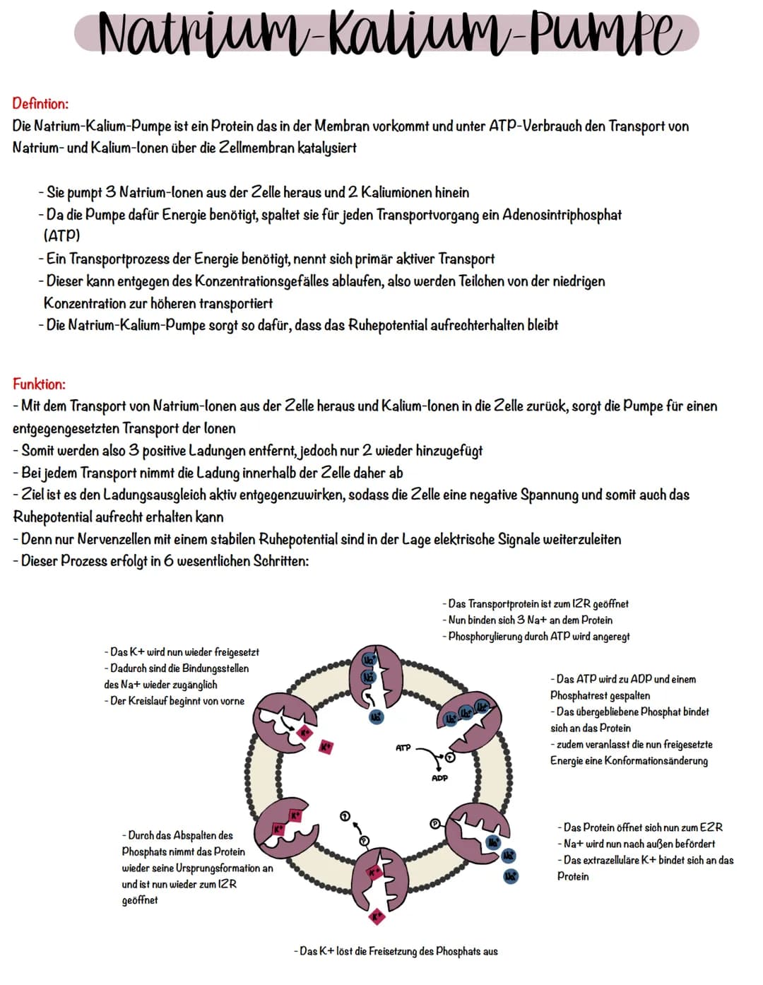 # Natrium-Kalium-Pumpe

Defintion:
Die Natrium-Kalium-Pumpe ist ein Protein das in der Membran vorkommt und unter ATP-Verbrauch den Transpor