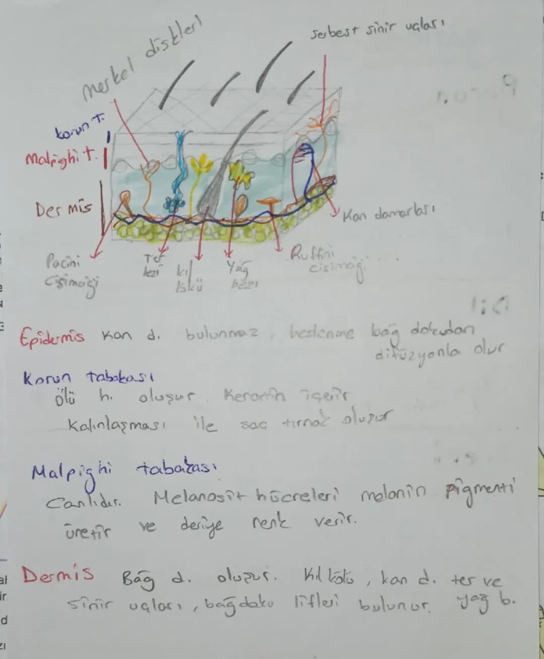 Kulak
Kepçesi

Orta Kulak
as
Gekia
Kulak yolu

Dış Kulak
kulak
2051

→üzergi

Ostaki
borusu
دا
Tulumcuk
Kesecik
Viçinde
tos
denge Of Ol
Yarı