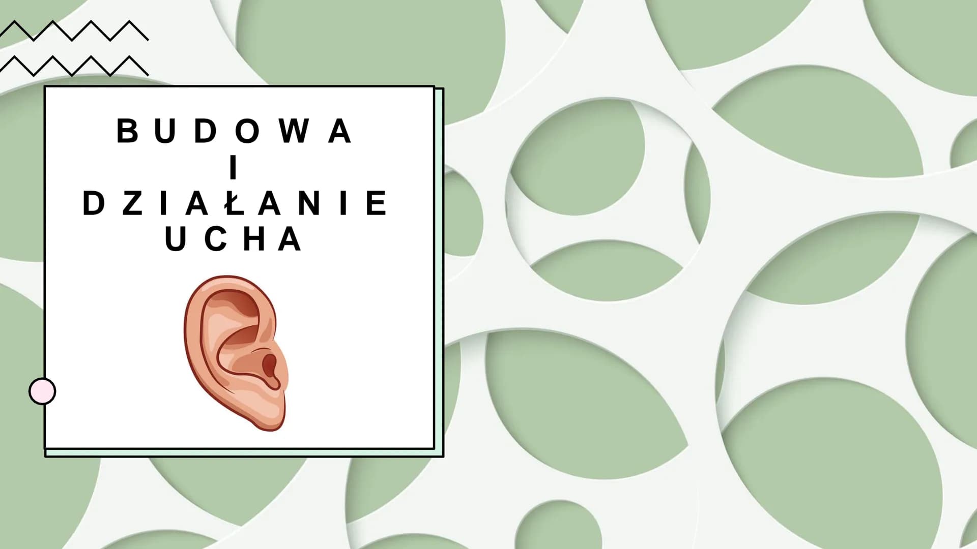 B U D O W A
I
D Z I A Ł A N I E
U C H A BUDOWA
UCHA

Ucho zewnętrzne: 1. Małżowina uszna -zbiera falę
dźwiękową i kieruje ją do przewodu słu