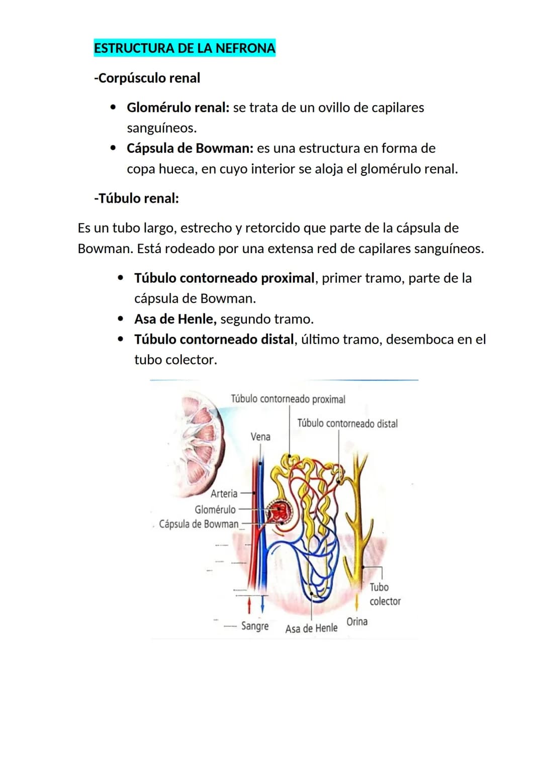 <h2>El aparato respiratorio y sus partes</h2>
<p>El aparato respiratorio es un conjunto de órganos que permite la entrada de oxígeno y la el