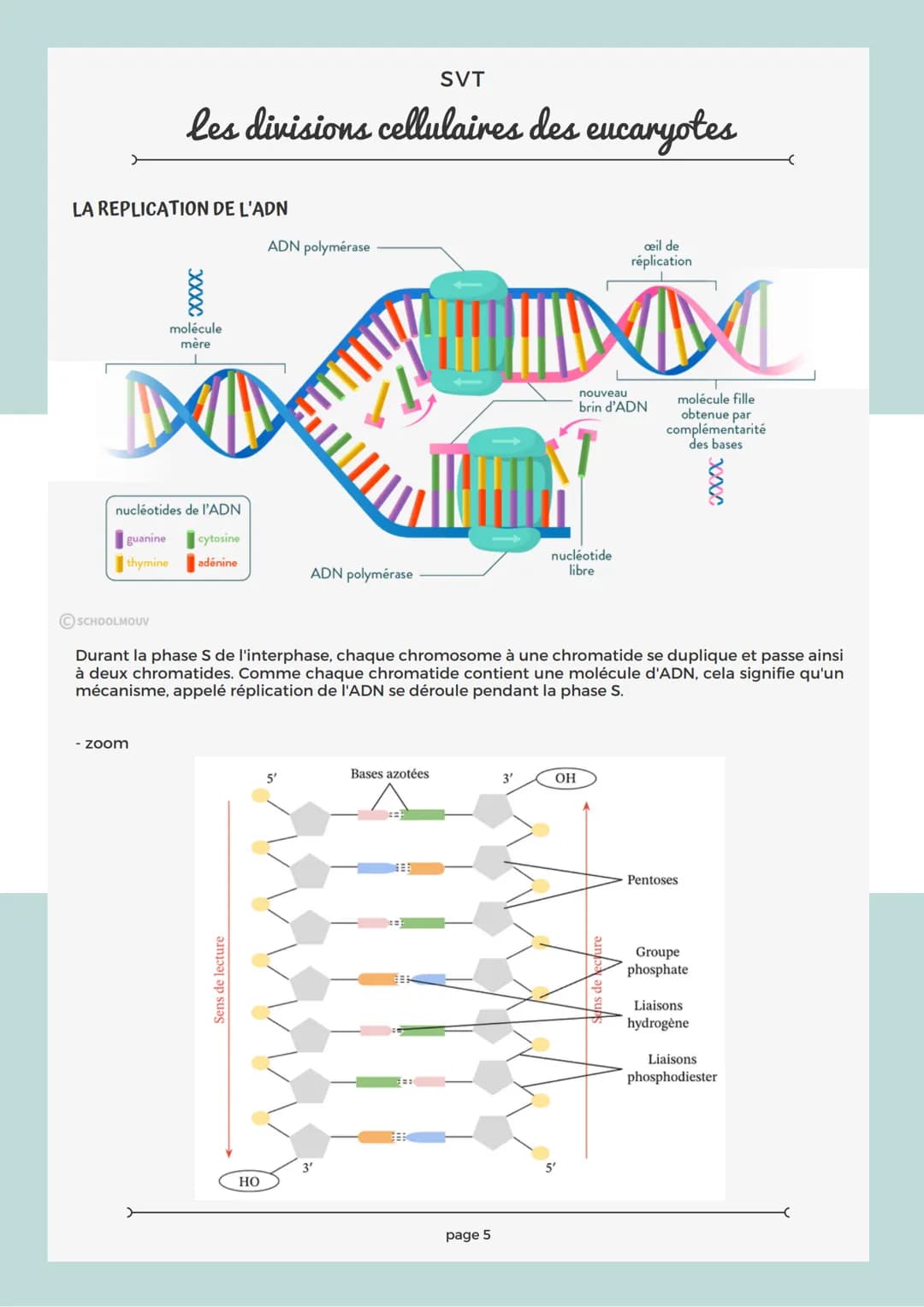 # SVT

les divisions cellulaires des eucaryotes

## RAPPEL SUR LA CELLULE

Les structures comme le noyau, la mitochondrie, le réticulum endo