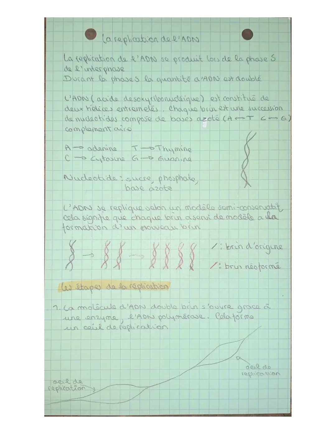 # La replication de l'ADN

La replication de l'ADN se produit lors de la phase S
de l'unter prove
Durant la phases la quantité d'ADN est dou