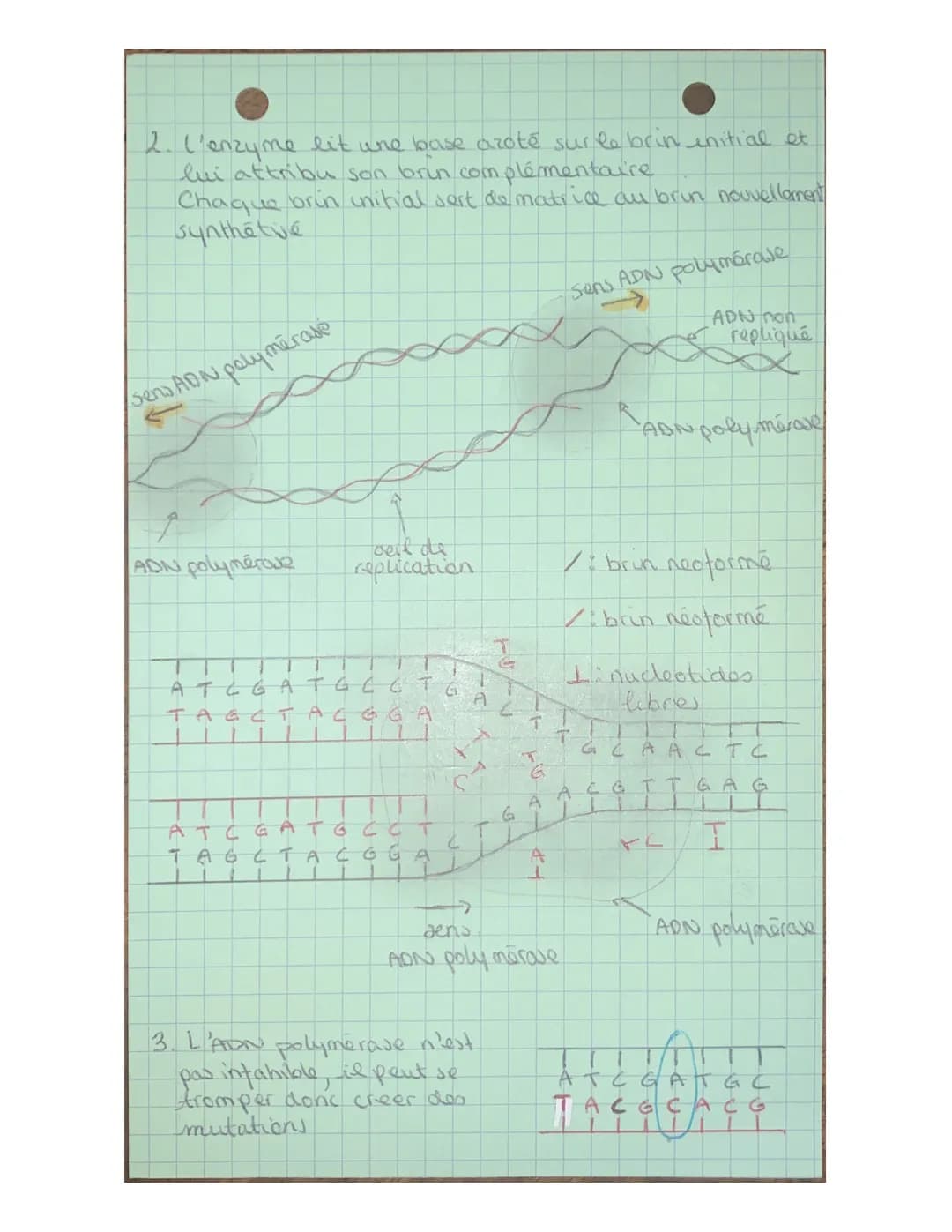 # La replication de l'ADN

La replication de l'ADN se produit lors de la phase S
de l'unter prove
Durant la phases la quantité d'ADN est dou