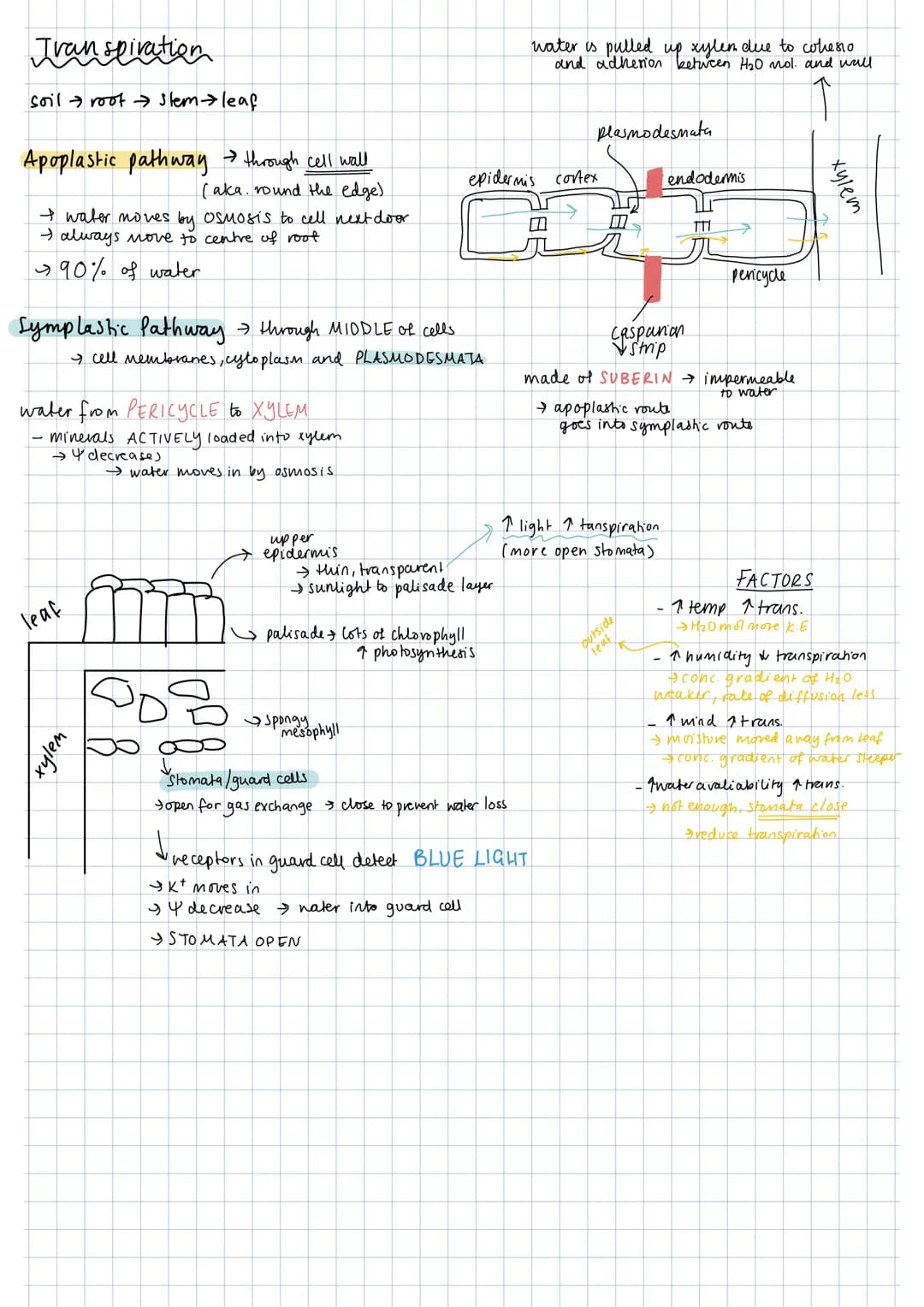 # Shoot Cell

Loot Cell

Cortex

pericycle

epidermis

epedermis

cortex

xylem

-xylem

phloem

Vo

phloem

Sclerenchyma

caspanian

caspan