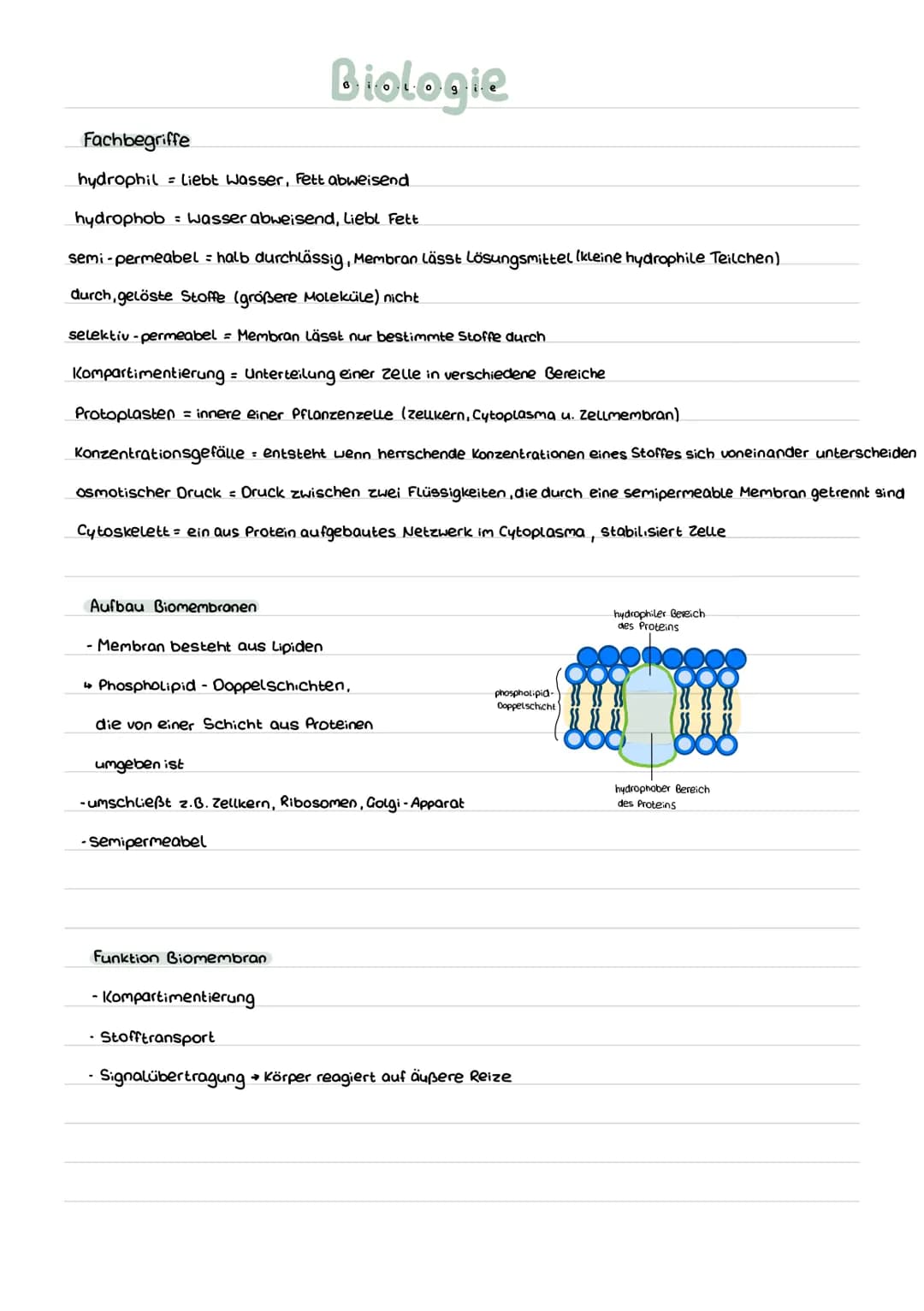 Biologie

Fachbegriffe

hydrophil Liebt Wasser, Fett abweisend

hydrophob Wasser abweisend, Liebl Fett

semi-permeabel = halb durchlässig, M