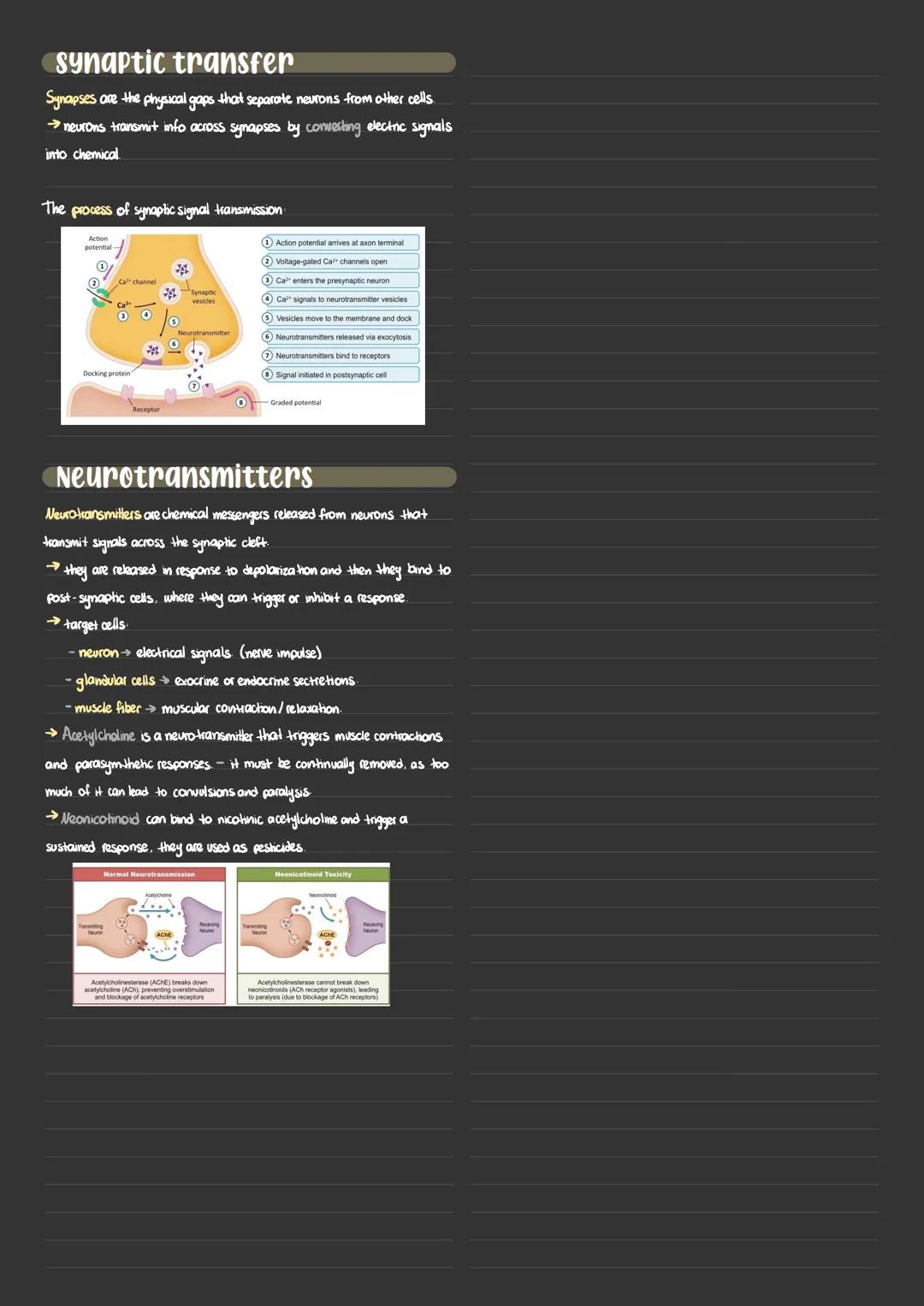 # 6.5. Neurons and Synapses

Neurons transmit the message, synapses modulate the message

Neurons

Nevrons are specialized cells that foncti