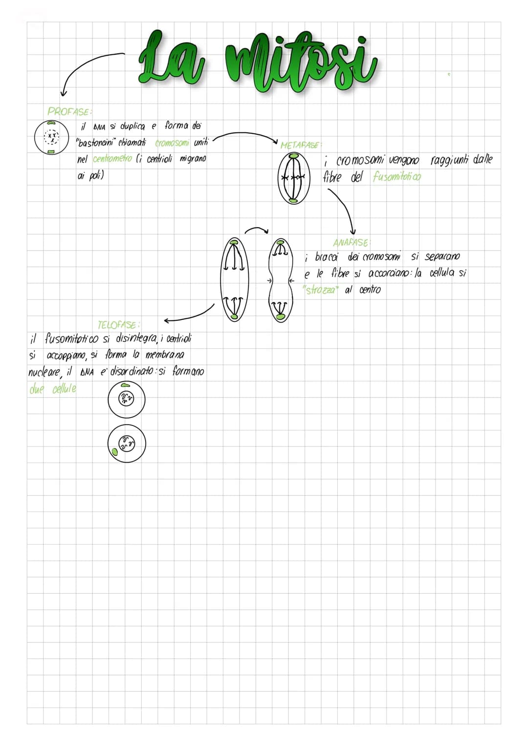Sono grandi
(1 micrometro)

formate da
formati da
4 sola cellula piú cellule
Le cellule
(es. balteri) (es. esseri umani)

La riproduzione

S