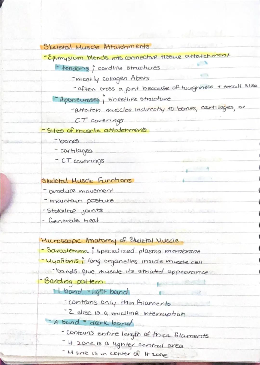 Muscular System.
- responsible for all types of body movement
- 3 basic muscle types.
1) Skeletal
2) Cardiac
3) Smooth

Characteristics of M