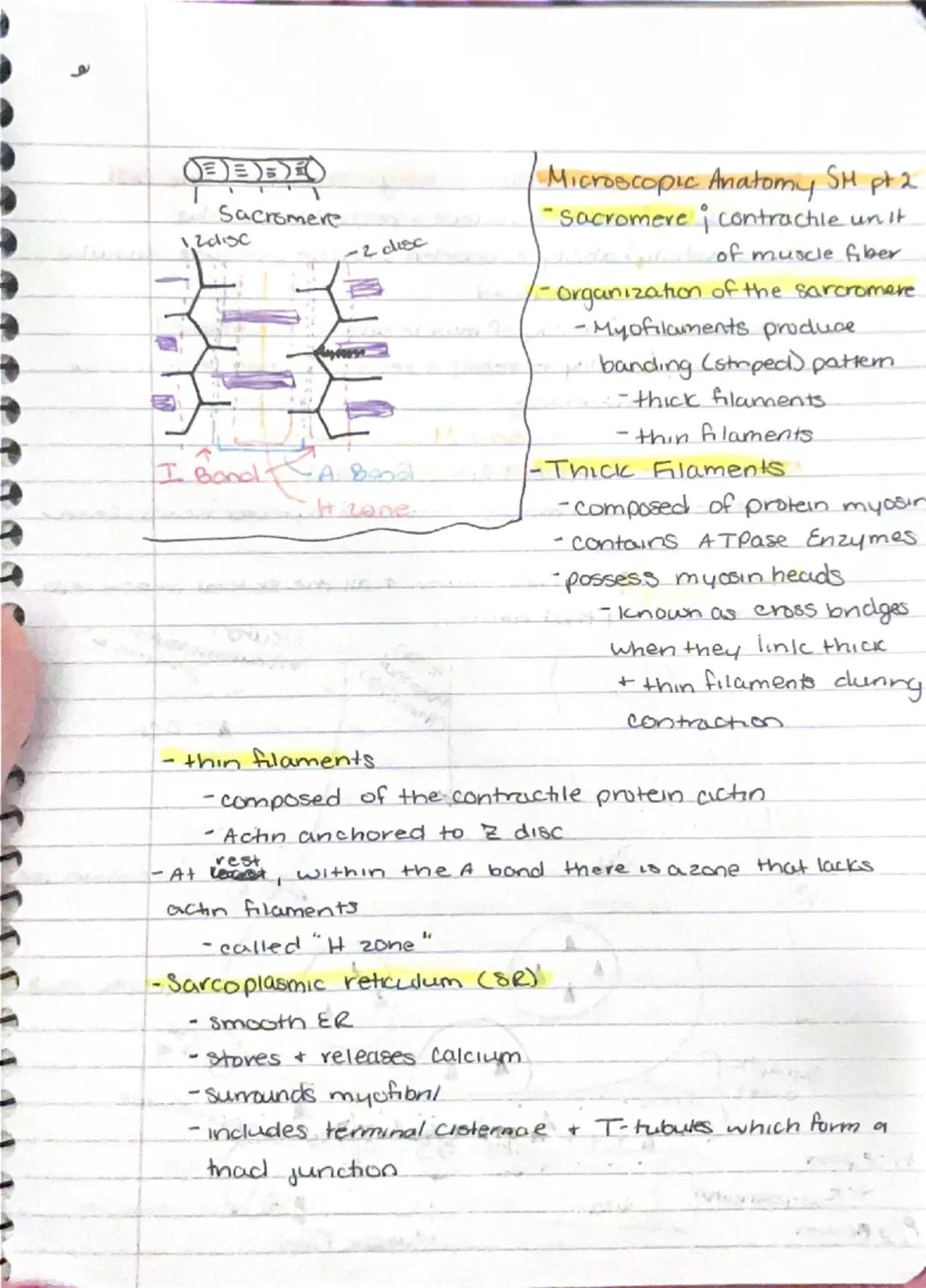 Muscular System.
- responsible for all types of body movement
- 3 basic muscle types.
1) Skeletal
2) Cardiac
3) Smooth

Characteristics of M