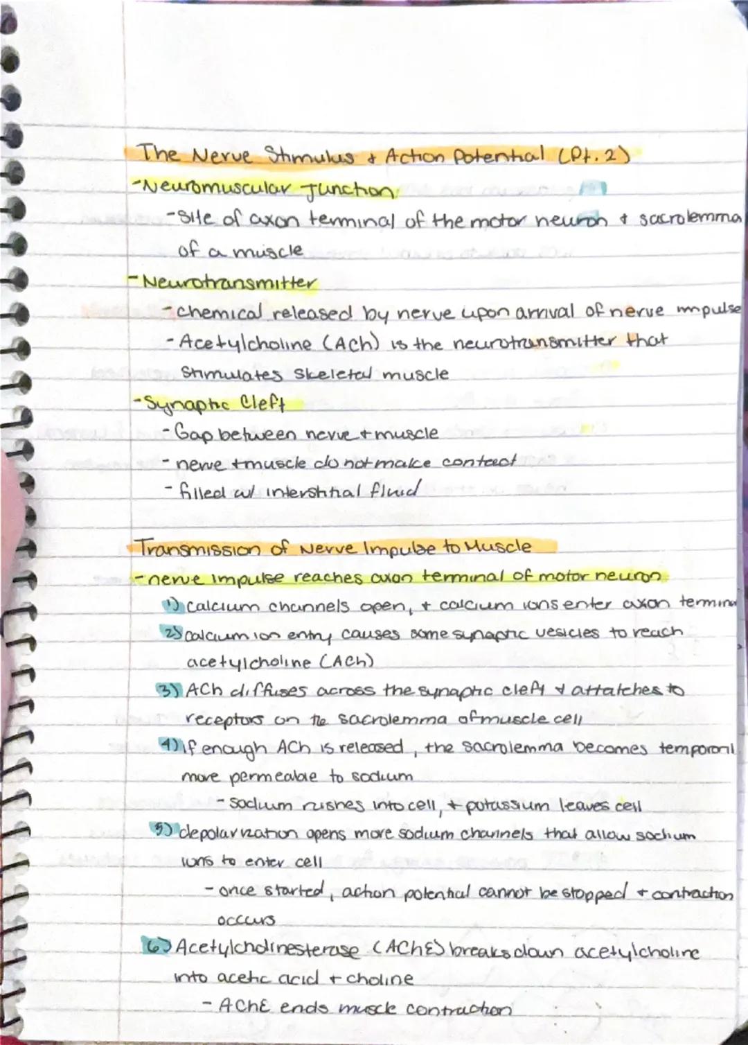 Muscular System.
- responsible for all types of body movement
- 3 basic muscle types.
1) Skeletal
2) Cardiac
3) Smooth

Characteristics of M