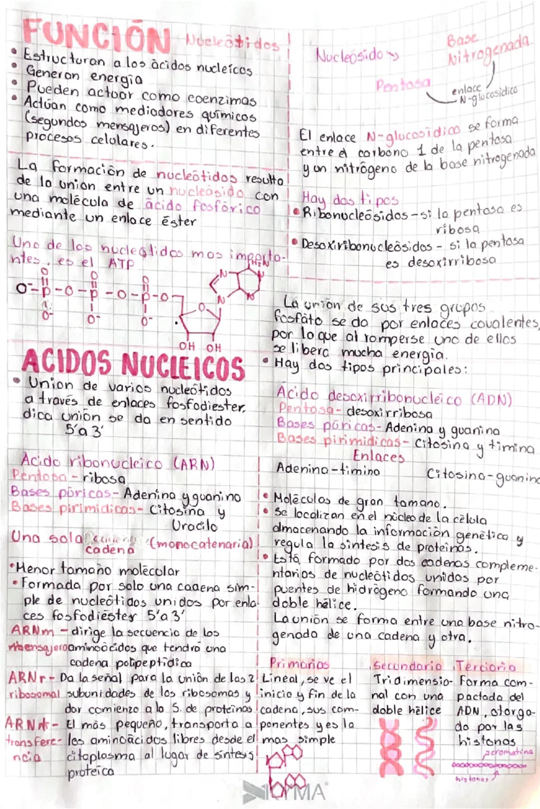 # ACIDOS nucleicos

Definición:
Son biomoléculas portadoras
de la información genética
de los organismos vivos, y son
los responsables de tr