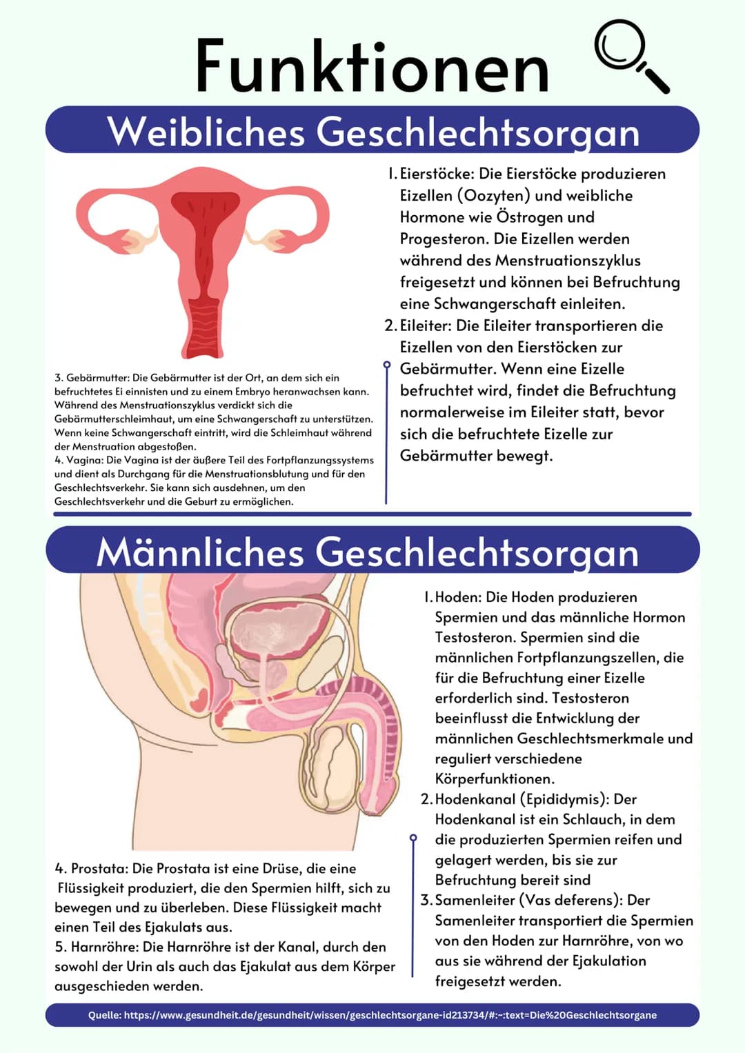 # Übersicht

Geschlechtsorgane

@gregors_nachhilfe # Grundlagen

Weibliches
Geschlechtsorgan

Eileiter
Venushügel
Schambeinfuge
Klitoris
kle