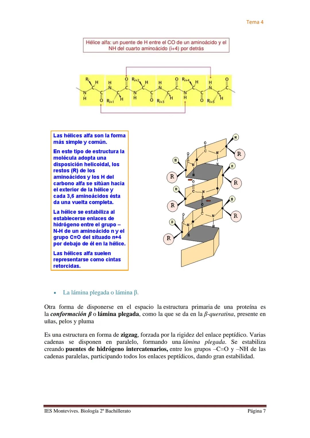 Tema 4

# TEMA 4 LAS PROTEÍNAS. ENZIMAS. VITAMINAS

## A. PROTEÍNAS

### I. Características Generales

✔ Son las biomoléculas más abundantes